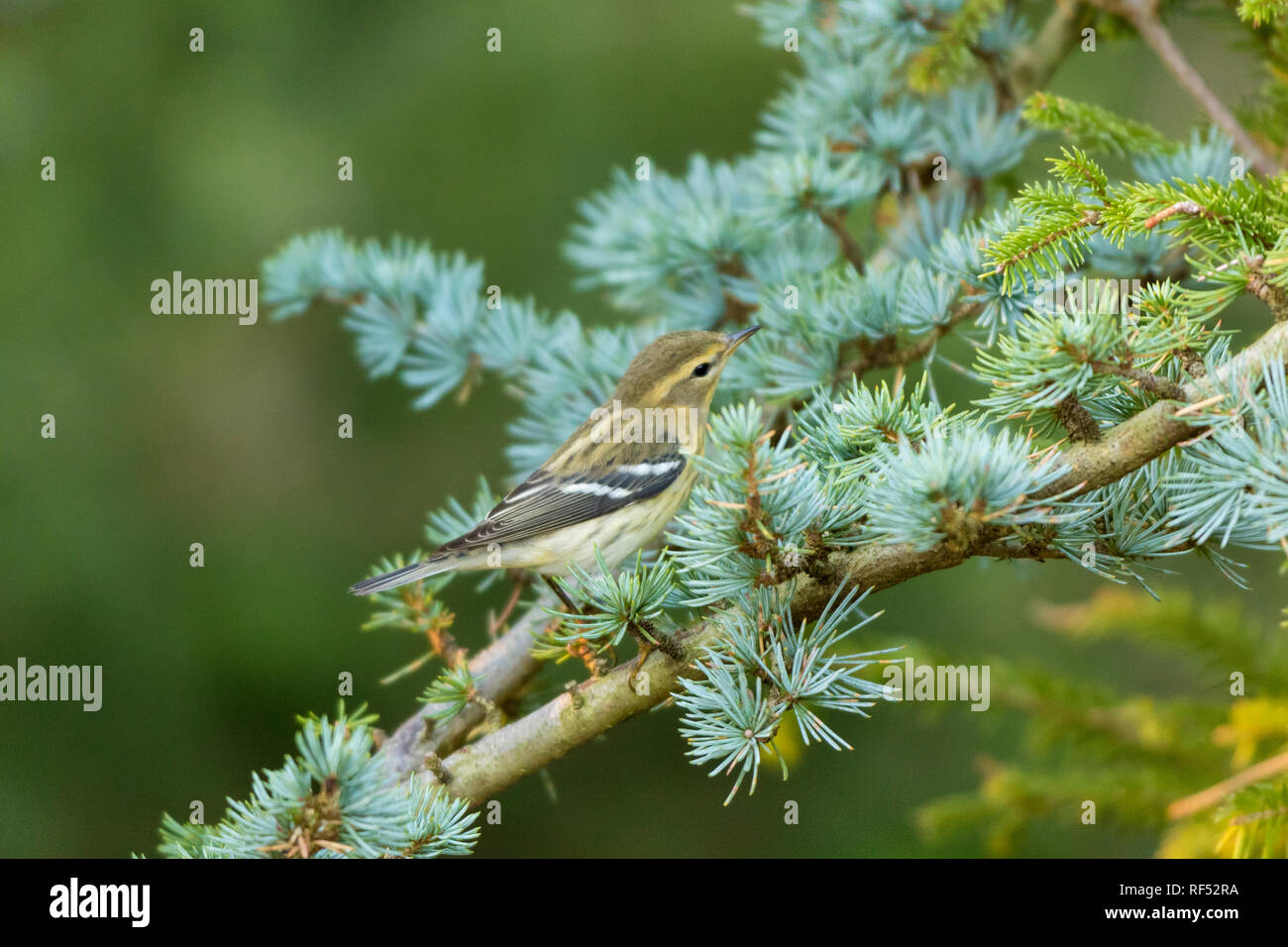 01474-00101 Blackburnian trillo (Seophaga fusca) in blu Atlas Cedar Marion Co. IL Foto Stock