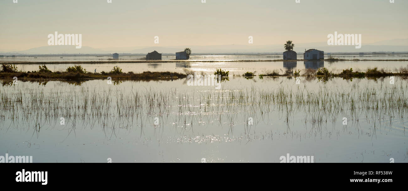 Campo di riso nella riserva naturale la Albufera, El Palmar, Valencia, Comunidad Valencia Foto Stock