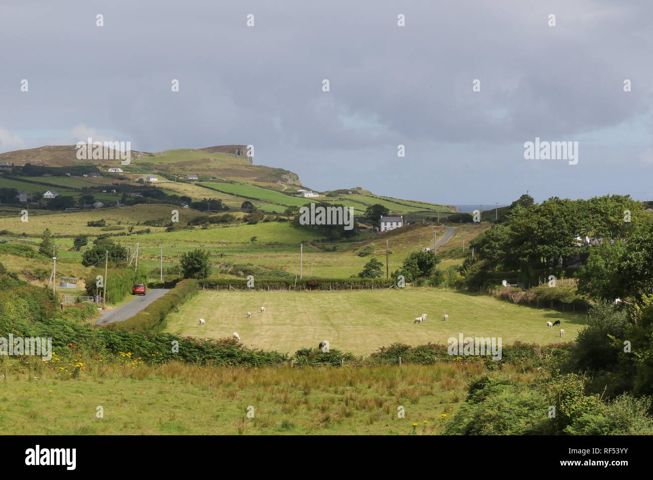 Rural Donegal Irlanda. Pecore nel campo Contea di Donegal e la Contea di Donegal campagna sulla penisola di Fanad. Foto Stock