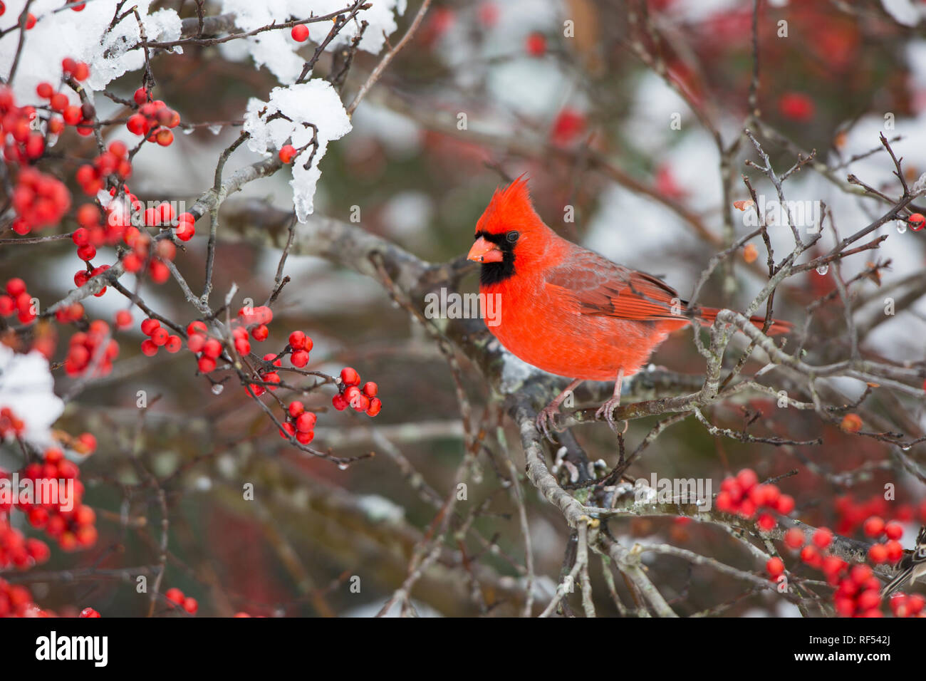 01530-21814 Cardinale settentrionale (Cardinalis cardinalis) maschio in comune Winterberry bush (Ilex verticillata) in inverno, Marion Co IL Foto Stock