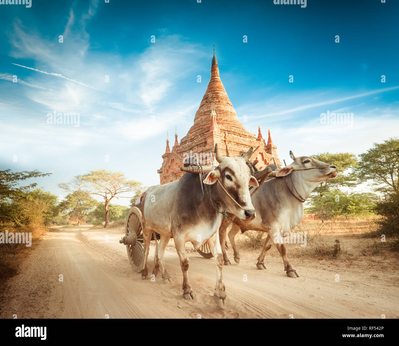 Amazing asian paesaggio rurale con antica Pagoda buddista e due buoi bianchi tirando carrello di legno. Bagan, Myanmar (Birmania) Foto Stock