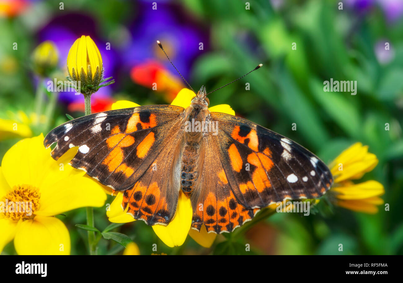 Dipinto di lady butterfly Vanessa Cardui con le sue ali si sviluppa su uno sfondo colorato di fiori Foto Stock