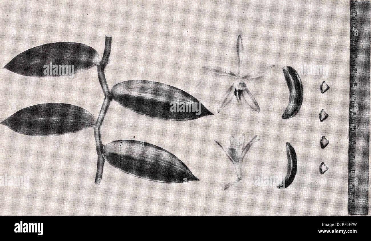 . La cultura di vaniglia in Puerto Rico. La vaniglia; Orchidee. 14 circolare n. 2 8, federale Esperimento Stazione indigena dell America Centrale, Trinidad, Messico del sud-est e sud America settentrionale. La coltivazione è prevalentemente in Guadalupa e in qualche misura in Dominica e Martinica. V. pompona cresceranno sotto un po' più effetti di umidità e condizioni del suolo di V. fragrans e sembra essere più resistenti alla root rot disease (Fu- sarium batatatis var. vanillae Tucker). Pompona vaniglia fiori di moduli 1 o 2 anni dopo la piantagione considerando V. fragrans fiori di solito il terzo anno. V. pompona assomiglia Foto Stock