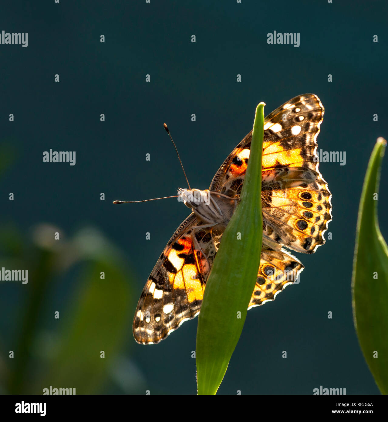Dipinto di lady butterfly Vanessa Cardui appeso su un seme milkweed pod, con la luce del sole che mostra attraverso la sua diffusione ali Foto Stock