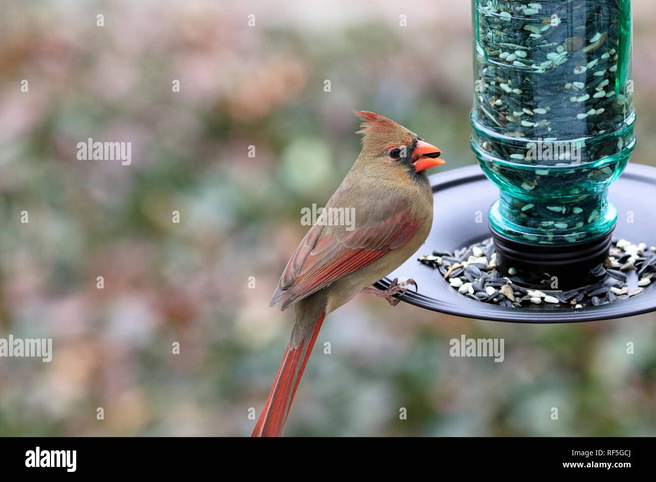 Il Cardinale settentrionale, Cardinali cardinali, a mangiare un Bird Feeder Foto Stock
