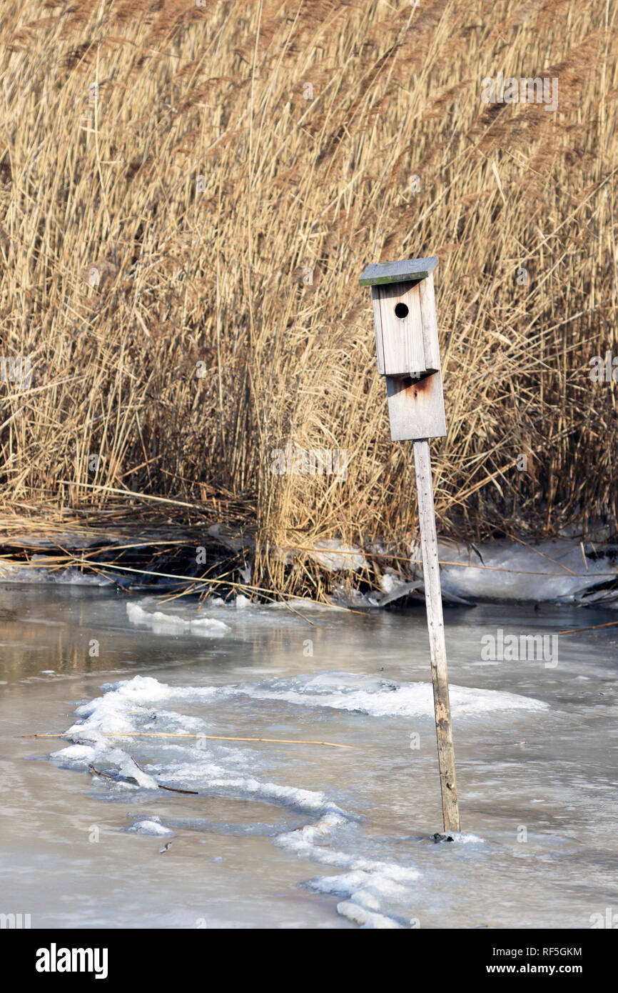 Casa di uccelli in un sale congelate marsh in inverno, DeKorte Park, Lyndhurst, NJ, USA, Foto Stock
