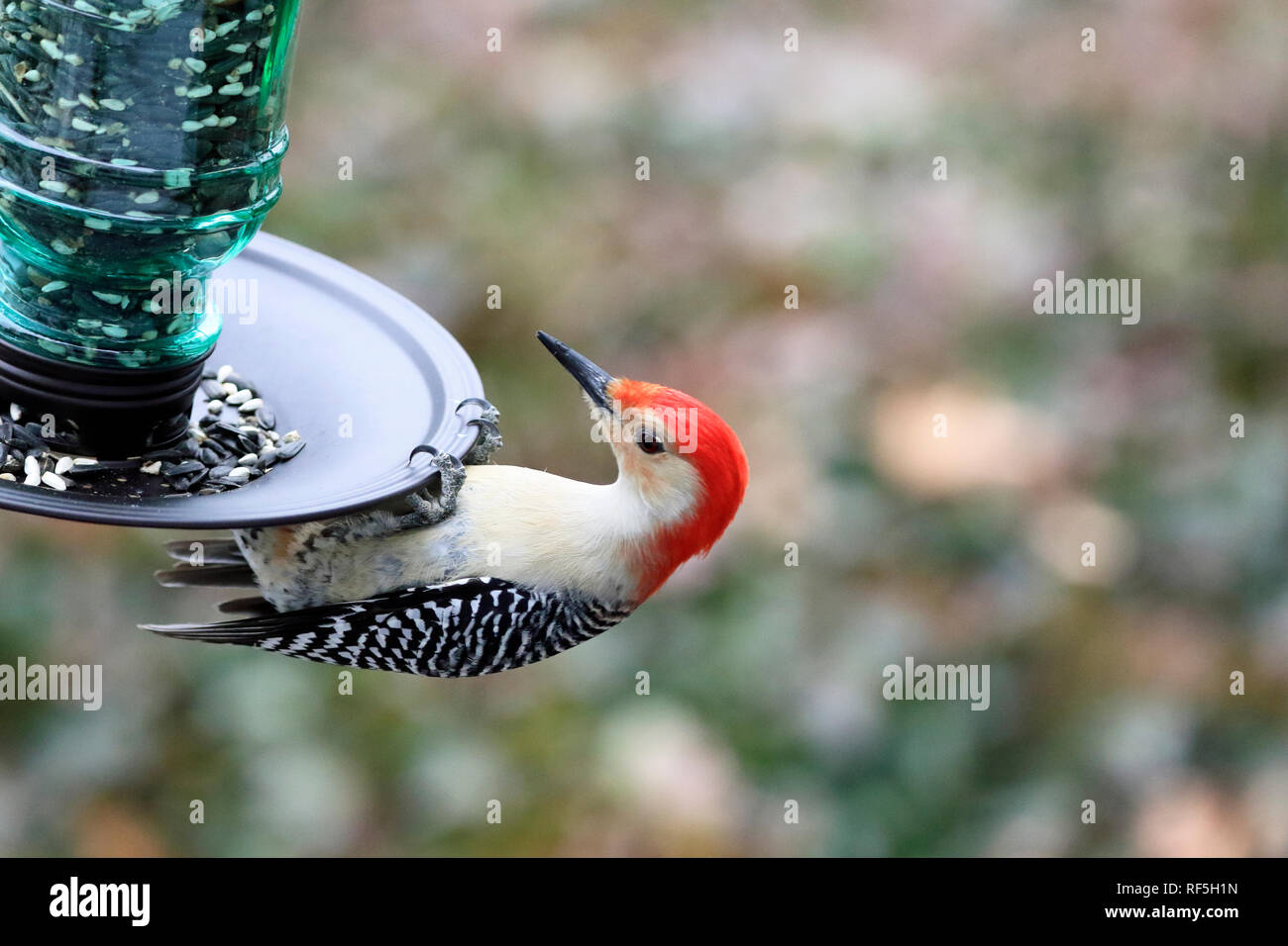 Rosso-Picchio panciuto, Melanerpes carolinus, a mangiare un Bird Feeder Foto Stock