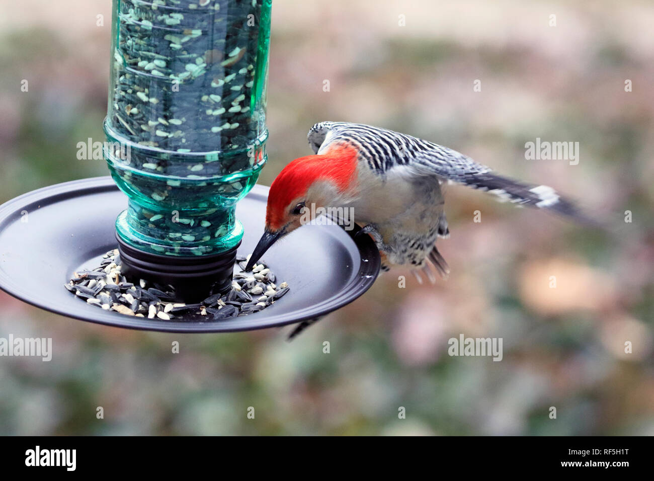 Rosso-Picchio panciuto, Melanerpes carolinus, a mangiare un Bird Feeder Foto Stock
