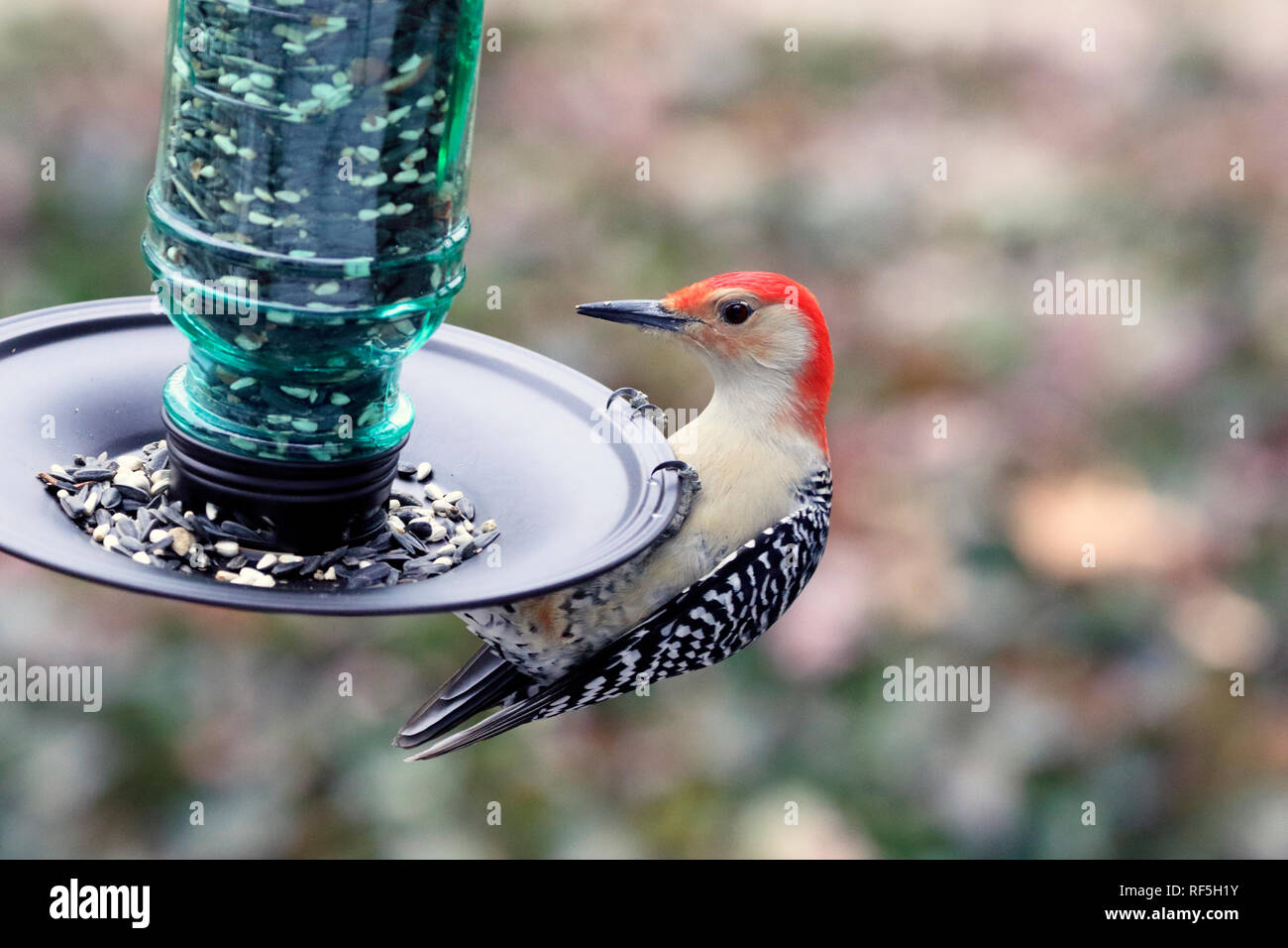Rosso-Picchio panciuto, Melanerpes carolinus, a mangiare un Bird Feeder Foto Stock