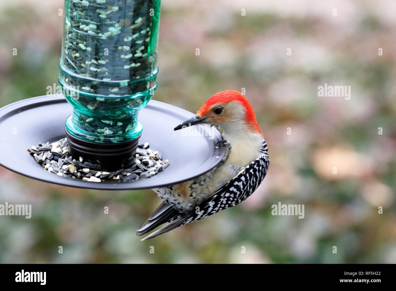 Rosso-Picchio panciuto, Melanerpes carolinus, a mangiare un Bird Feeder Foto Stock