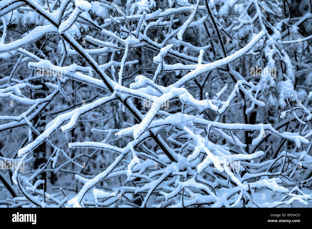 Congelati i rami degli alberi sotto la neve Foto Stock