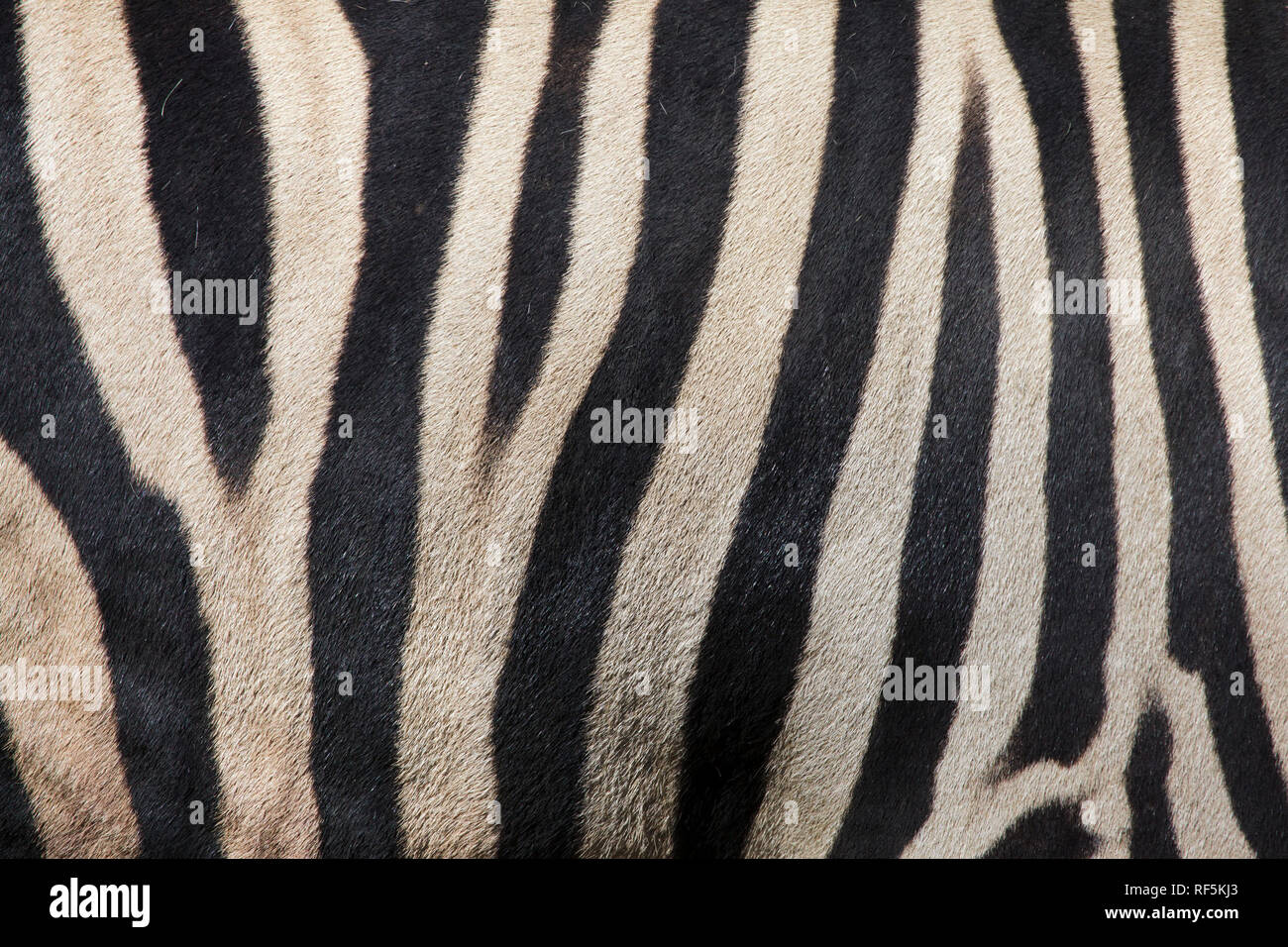 La Burchell zebra (Equus quagga burchellii), noto anche come il Damara zebra. La texture della pelle. Foto Stock