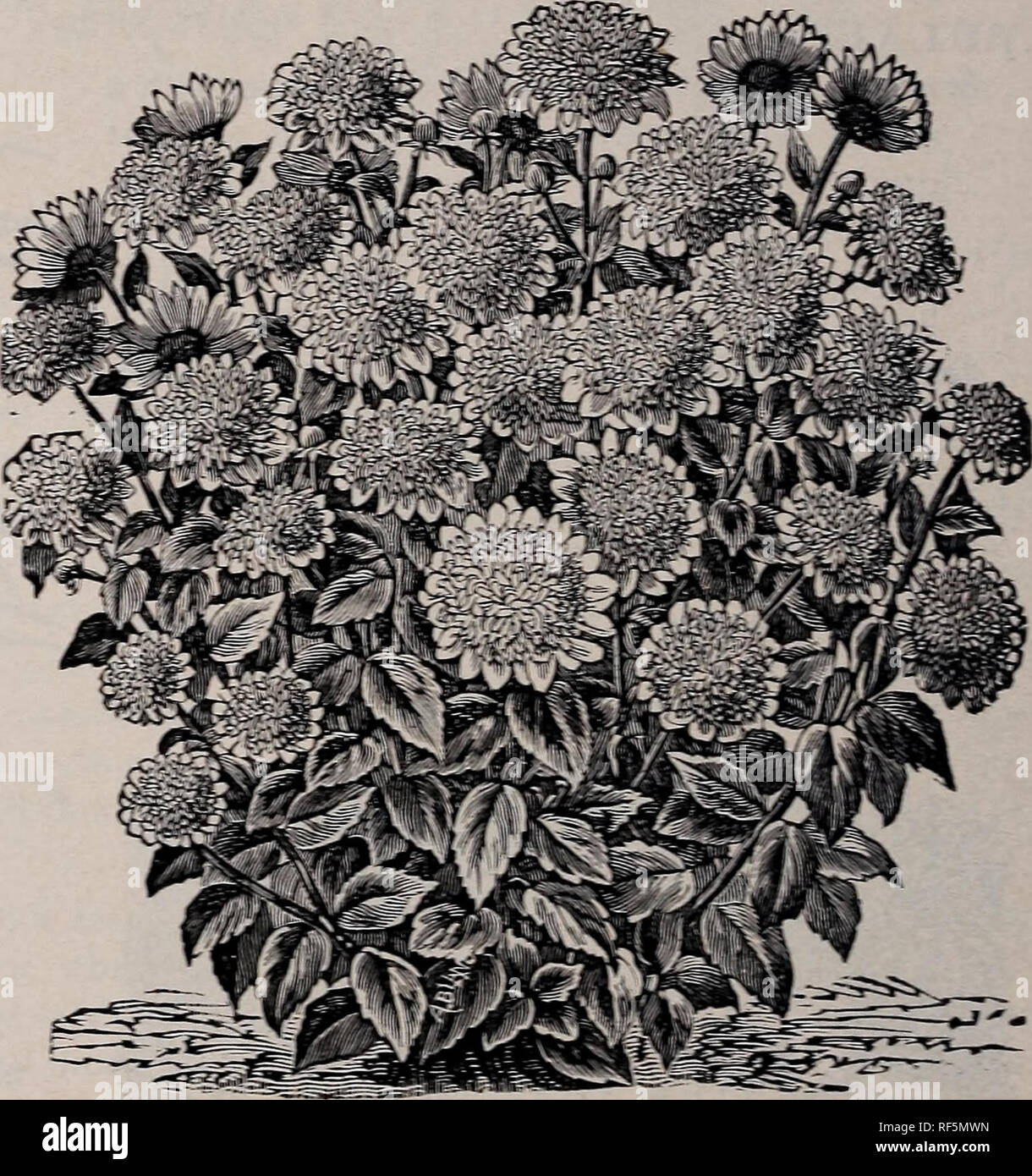 . Catalogo : frutta, alberi ornamentali, arbusti, rose, lampadine, ecc. Vivaio Ohio Painesville cataloghi; fiori cataloghi; lampadine (piante) cataloghi; Rose cataloghi; piante ornamentali, cataloghi; alberi da frutto piantine Cataloghi Cataloghi di frutta. 96 IL STORRS &AMP; HARRISON CO/S CATALOGO Indulata V'ariegata-fogliame splendidamente variegata di verde e giallo. Ovata variegata-una bella pianta con grandi foglie distintamente nastrare bianco crema. GATTXARDIA GRAXDIFLORA (Blanket Flower . Pianta perenne con, densi ciuffi di depressione di foglie e di steli due piedi alto, producendo su tempi molto lunghi steli blossoms tw Foto Stock