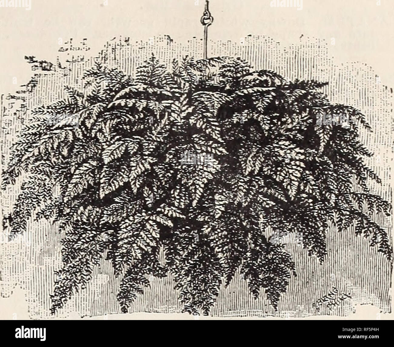 . Catalogo. Vivaio Kentucky Louisville cataloghi; Vivai (orticoltura) Kentucky Louisville cataloghi; piante ornamentali, cataloghi; fiori cataloghi; alberi piantine cataloghi; arbusti cataloghi. Nephrolepsis Bostoniensis. NEPHROLEPSIS BOSTONIENSIS. Una delle più utili e ornamentale della "spada felci." ora è cresciuto dai mille per il mercato in tutte le grandi città, ed è in costante aumento di popolarità. In ben coltivate speci- mens le fronde di raggiungere una lunghezza di sei o sette piedi, come piume inarcamento oltre in ogni direzione, in più un modo grazioso. Questo molto bello Foto Stock