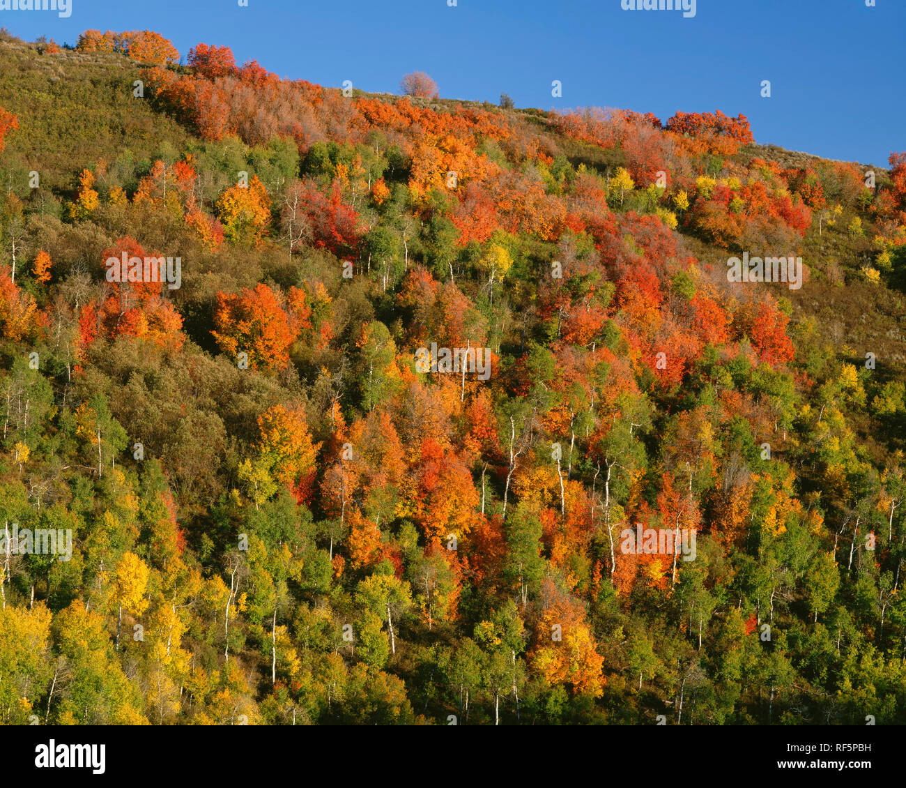 Stati Uniti d'America, Utah, Wasatch Cache Foresta Nazionale di colore di autunno aspen e acero schiarire collina sopra Ogden Canyon. Foto Stock
