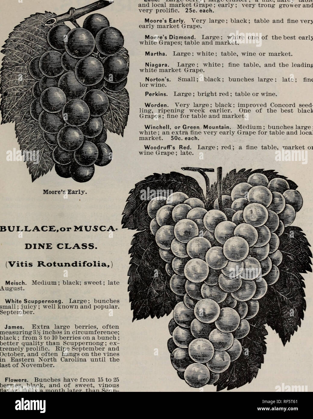 . Catalogo, J. Van Lindley Vivaio Co. : Frutta, ombra e alberi ornamentali. Vivai (orticoltura) North Carolina cataloghi; alberi da frutto cataloghi; alberi ornamentali cataloghi. Pomona Hill vivai, Pomona, N. C, 31. Moore è prematuro. BULLACE,o MUSCA- dine di classe. (Vitis rotundifolia, Meisch). Di medie; nero; dolce; verso la fine di agosto. Scuppernong bianco. Grande; grappoli piccoli; succosa; ben noto e popolare. Settembre. James. Extra di frutti di bosco grandi, spesso misurare3% inchos nella circonferenza; nero; da 3 a 10 frutti di bosco su un mazzetto; una migliore qualità rispetto Scuppernong; ex- estremamente prolifico. Mature e settembre Octob Foto Stock