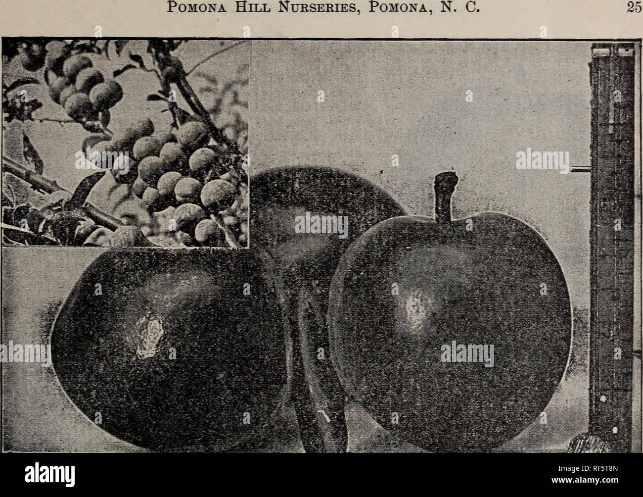 . Catalogo, J. Van Lindley Vivaio Co. : Frutta, ombra e alberi ornamentali. Vivai (orticoltura) North Carolina cataloghi; alberi da frutto cataloghi; alberi ornamentali cataloghi. Abbondanza. (Per una descrizione, vedere pagina 24.) Elenco di Luther Burbank di croci. Prodotto da attraversando il Giappone varietà ed altre con tipi nativi. Relativamente a una nuova razza di prugne, notevole per la produttività, di grandi dimensioni e di ottima qualità. Noi consigliamo senza esitazione questo gruppo di prugne ai nostri santi patroni. Climax. Uno di Burbank la più recente, ed egli sostiene che uno dei suoi migliori. Per ottenere un inizio di questa osservazione- in grado prugna abbiamo pagato Mr Foto Stock