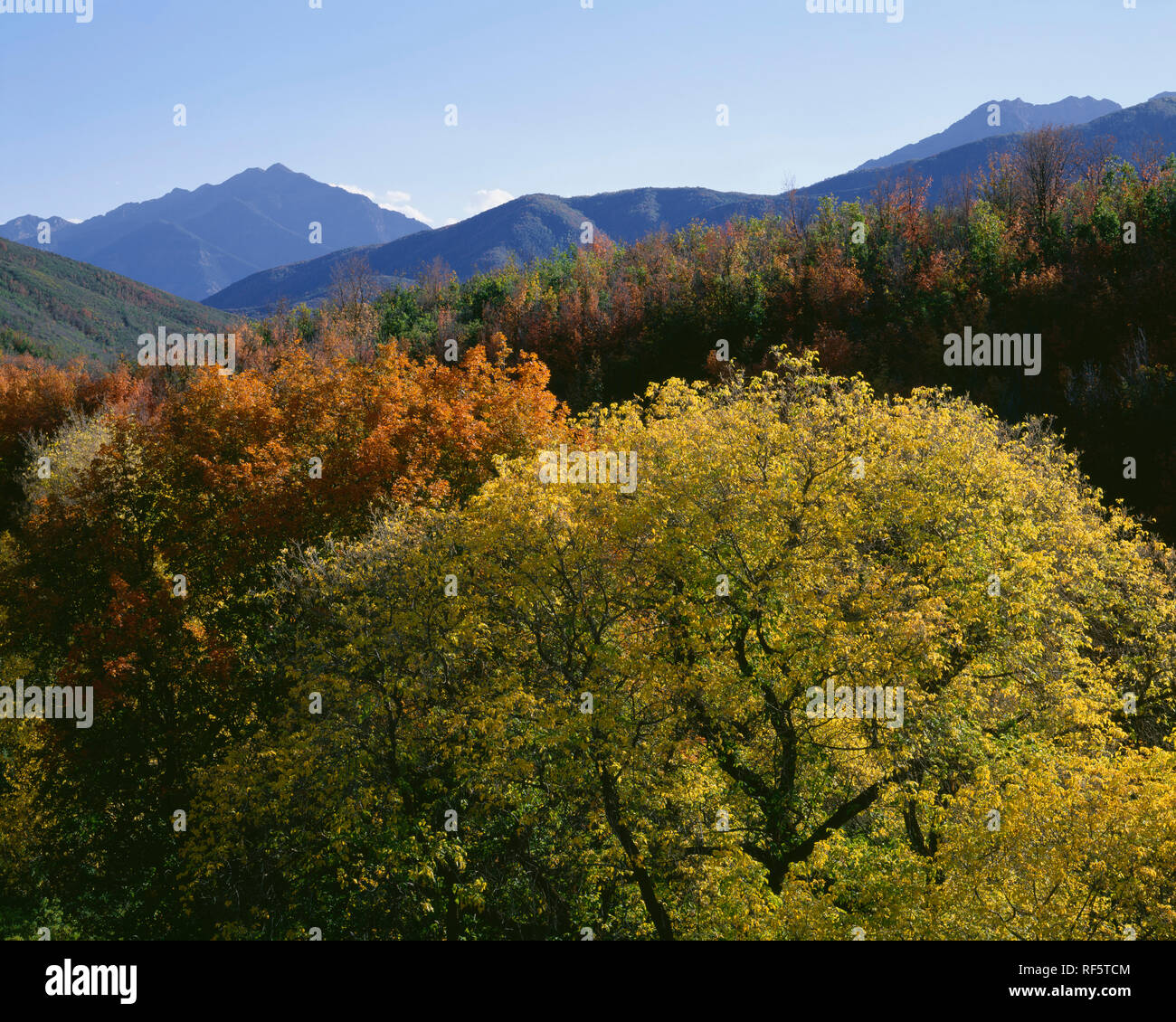 Stati Uniti d'America, Utah, Uinta National Forest, vista sud da molle a cascata area in autunno; montagne Wasatch. Foto Stock