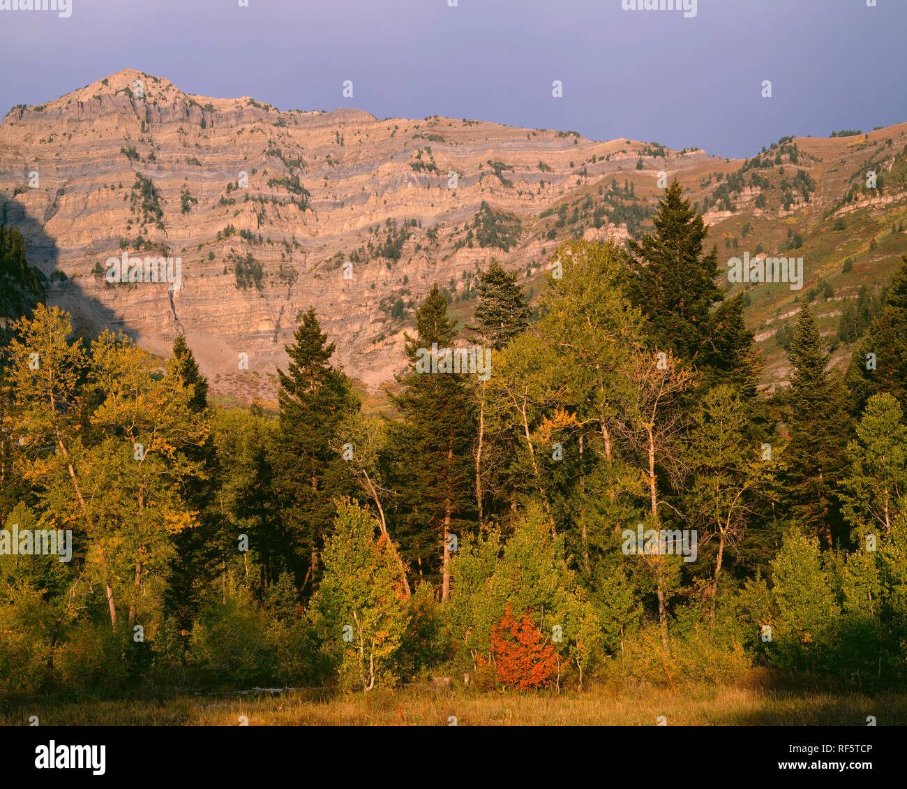 Stati Uniti d'America, Utah, Uinta National Forest, Mount Timpanogos e fogliame di autunno vicino al sentiero. Foto Stock