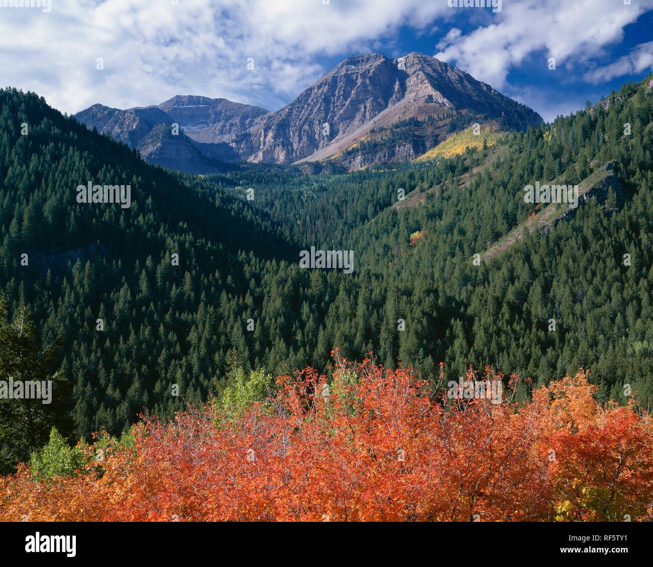 Stati Uniti d'America, Utah, Uinta National Forest, picchi di Wasatch Range sopra di acero di autunno e di conifere in sud Forcella Canyon. Foto Stock
