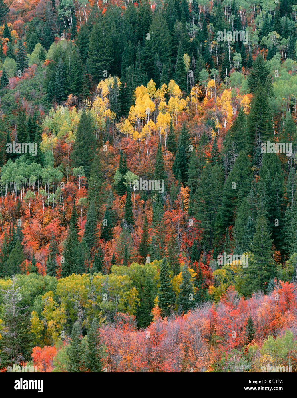 Stati Uniti d'America, Utah, Uinta-Wasatch-Cache National Forest, caduta di acero colorato e aspen mix di conifere in pendenza di Lone Peak Wilderness. Foto Stock