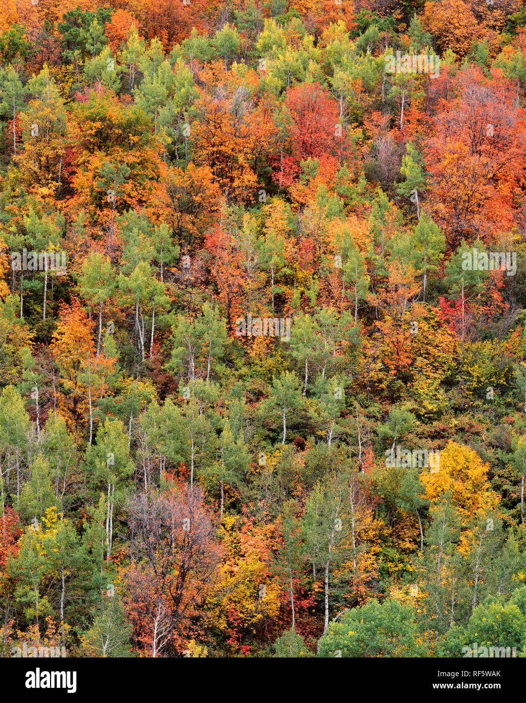 Stati Uniti d'America, Utah, Uinta-Wasatch-Cache National Forest, caduta di acero colorato sotto Big Mountain Pass; montagne Wasatch. Foto Stock