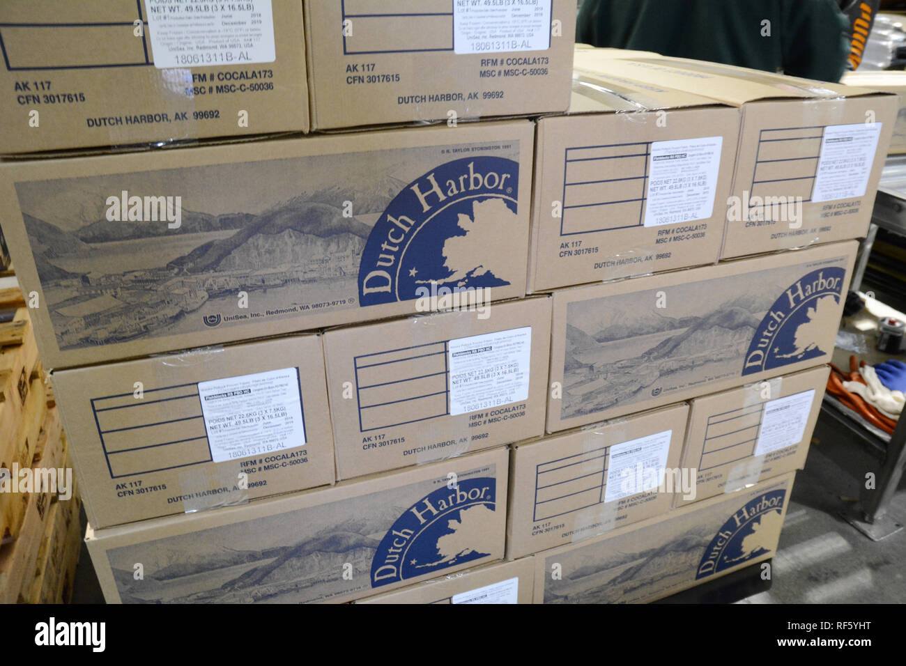 Una minipala impilati con scatole di congelati Filetti di Pollock all'UniSea impianto di frutti di mare nel porto olandese, Unalaska Isola, Alaska, Stati Uniti. Foto Stock