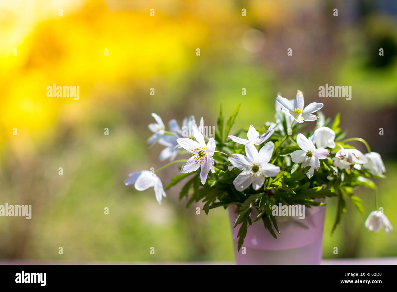 Bouquet di bella snowdrops in un piccolo vaso sulla natura sfondo ,concetto di primavera e fiori. bucaneve come simbolo per la primavera.Festive Easter Card con bucaneve.spazio copia Foto Stock