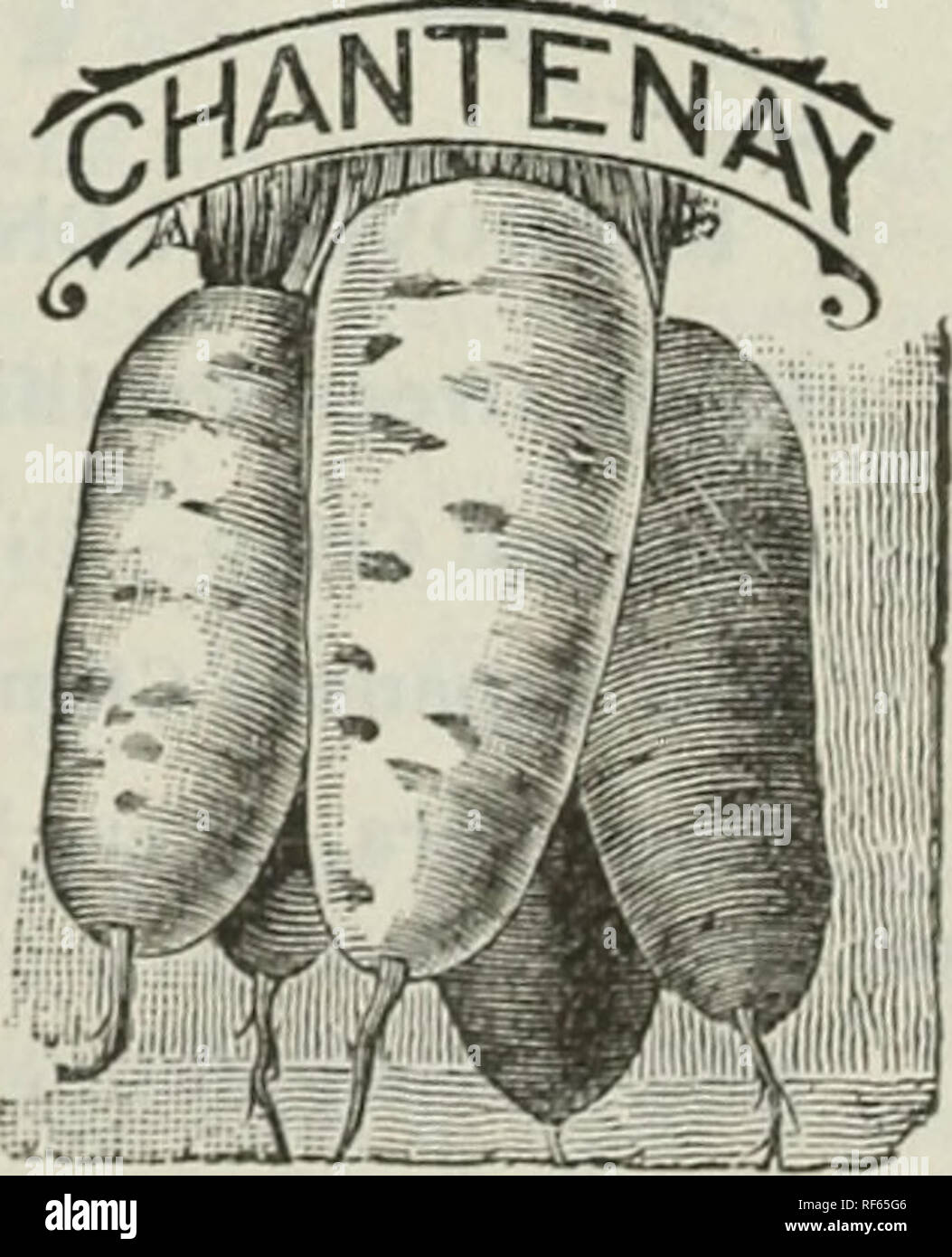 . Nuovo seme : annuale Hopkins northern semi cresciuti. Vivaio Vermont Brattleboro cataloghi; semi di ortaggi cataloghi; fiori Semi cataloghi. DANVERS. Nuovo Rubicone metà = lunga. Un nuovo e del tutto distinto American carota. È il meglio in fatto di forma e il suo profondo rosso di colore arancio carne è la migliore in termini di qualità di tutti. È precedente a quella di Danvers, e più grandi, più spesso e più produttivi ; le foglie sono più corti e sottili; meravigliosamente troncatrice pesanti su qualsiasi tipo di terreno e altamente nutritivi per lo stock di alimentazione. Cresce bene sotto la terra, che le impedisce di diventare il sole - un molto Foto Stock