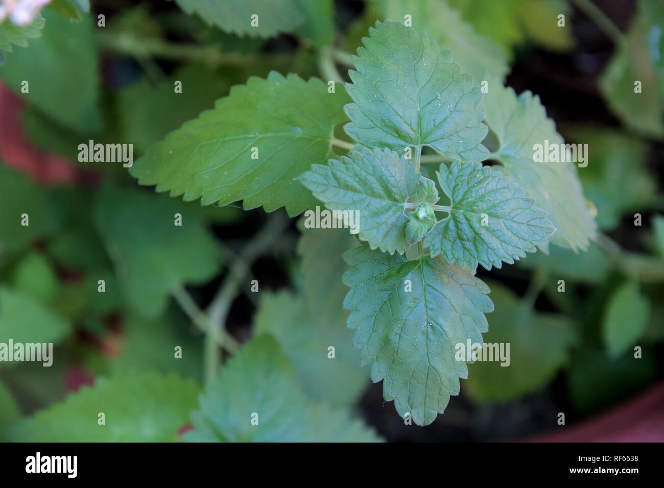 Foglie di nepeta cataria nel giardino biologico Foto Stock