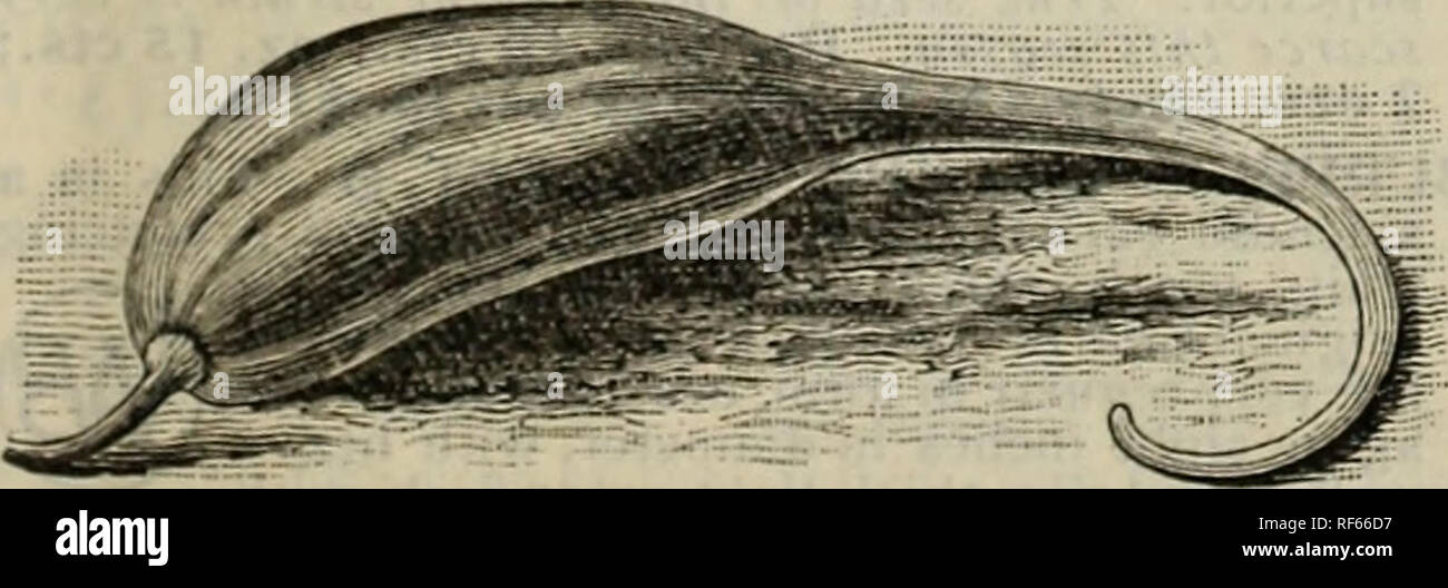 . Burpee's 1902 agriturismo : annuale di vegetali, di fiori e di semi di fattoria. Vivaio di Filadelfia in Pennsylvania cataloghi; semi di ortaggi cataloghi; fiori Semi cataloghi; lampadine (piante) Cataloghi. WHITE DWARF cuore LETTUCc MARTYNIA. Il Martynia, o impianto di Unicorn, è abbastanza ornamentali in crescita, e reca grandi picchi piramidale di Gloxinia-come fiori seguita da seme pelose-pod di una peculiare forma,-vedere illustrazione. I baccelli vengono raccolte durante i giovani e teneri, e decapati in vigna- gar. Le piante necessitano di un notevole calore, e le sementi non devono essere seminate fino a quando gli alberi sono in piena di foglia. Quando bene Foto Stock