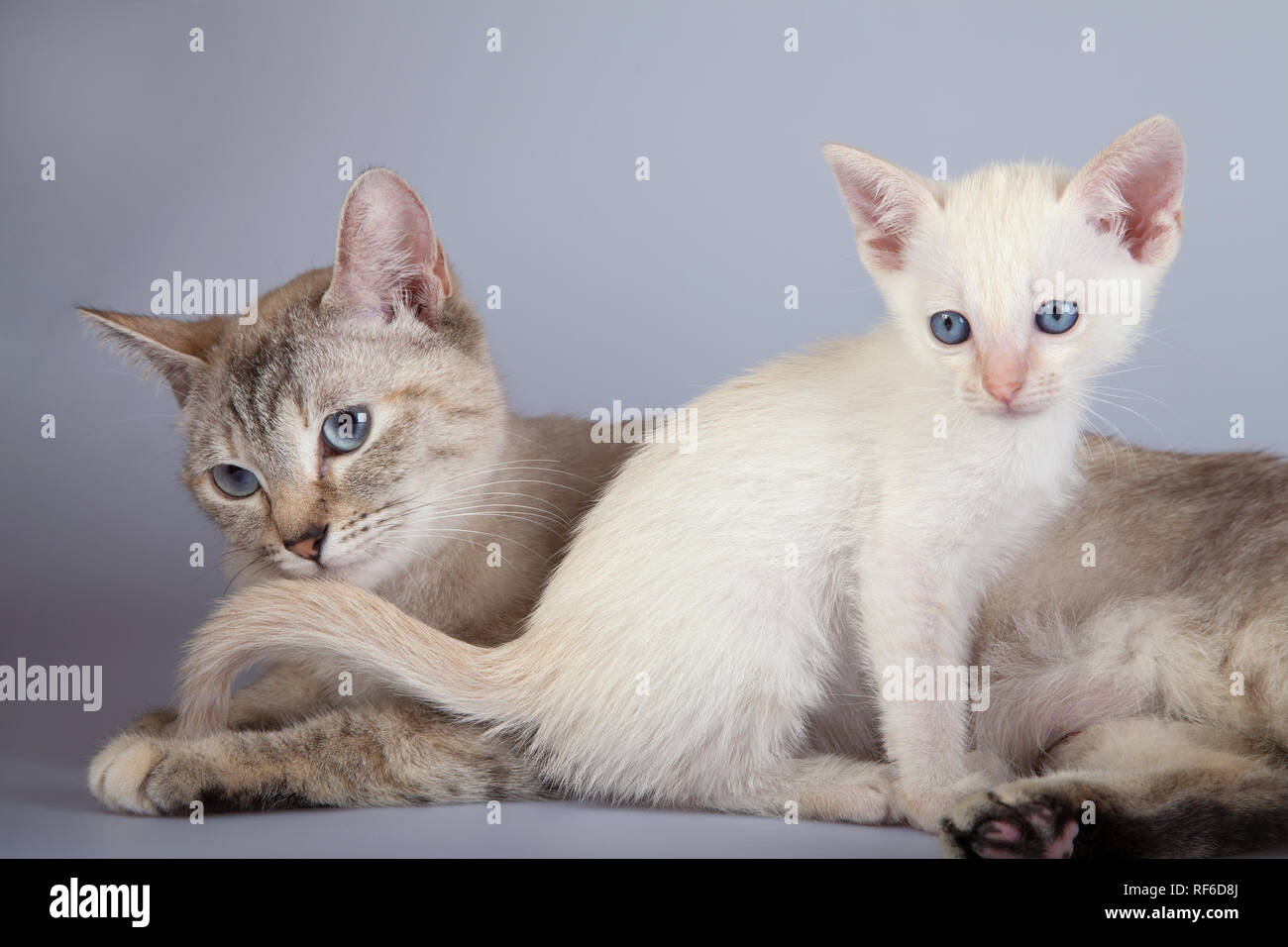Un gatto siamese gatto su uno sfondo bianco, adulti siam tabby point con punto rosso kitty Foto Stock
