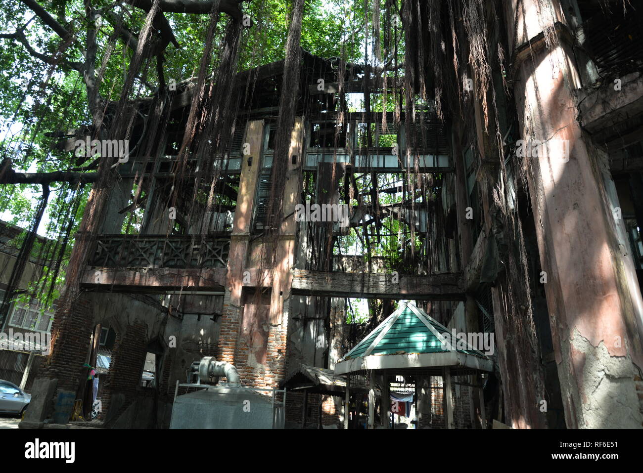 Vigne attraverso un edificio fatiscente, pasakdek Foto Stock