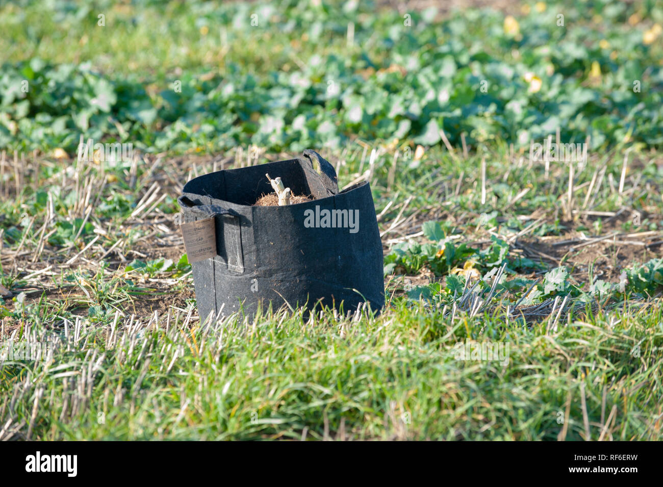 una borsa di marijuana scartata dalla produzione illegale di droga in un campo rurale Foto Stock