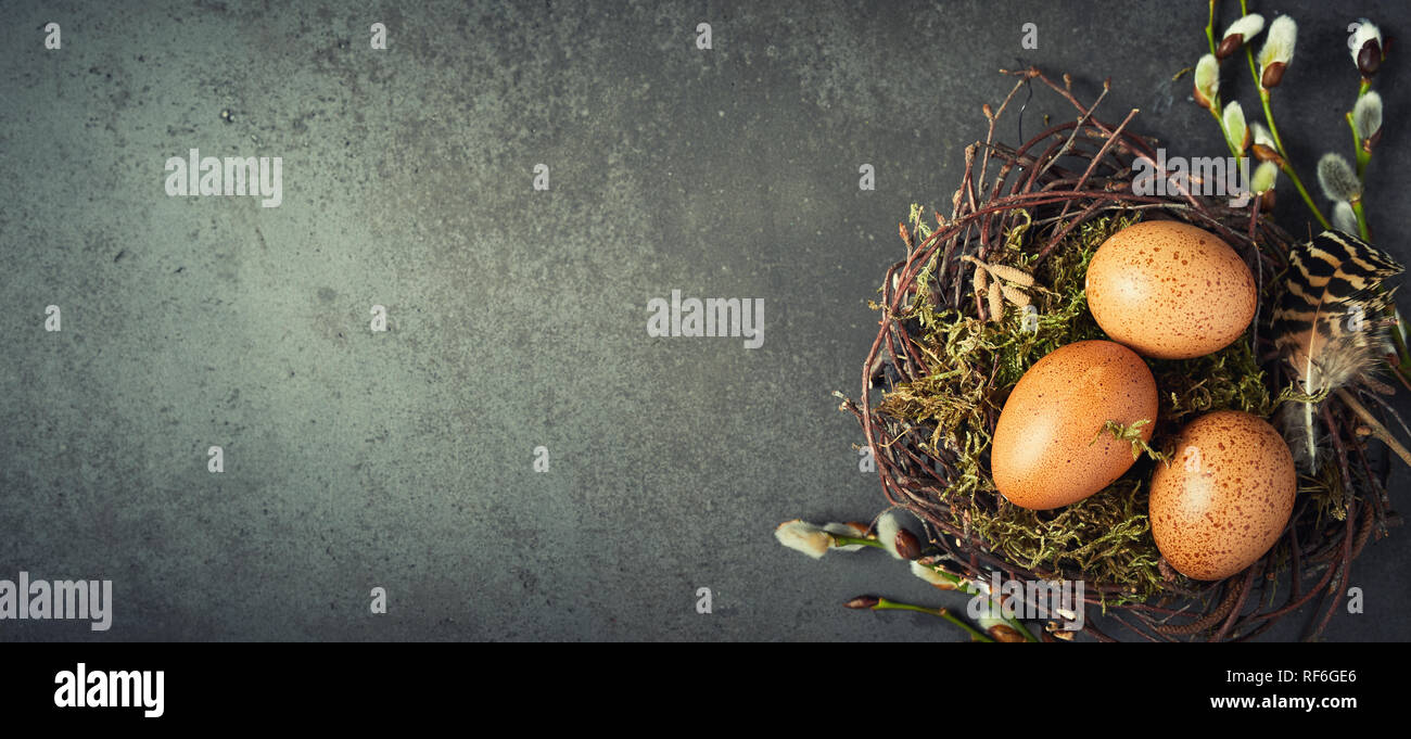 Rustico naturale Pasqua banner panoramico con copia spazio e un nido di ramoscelli e verde muschio riempito con chiazzato marrone uova di galline a lato Foto Stock