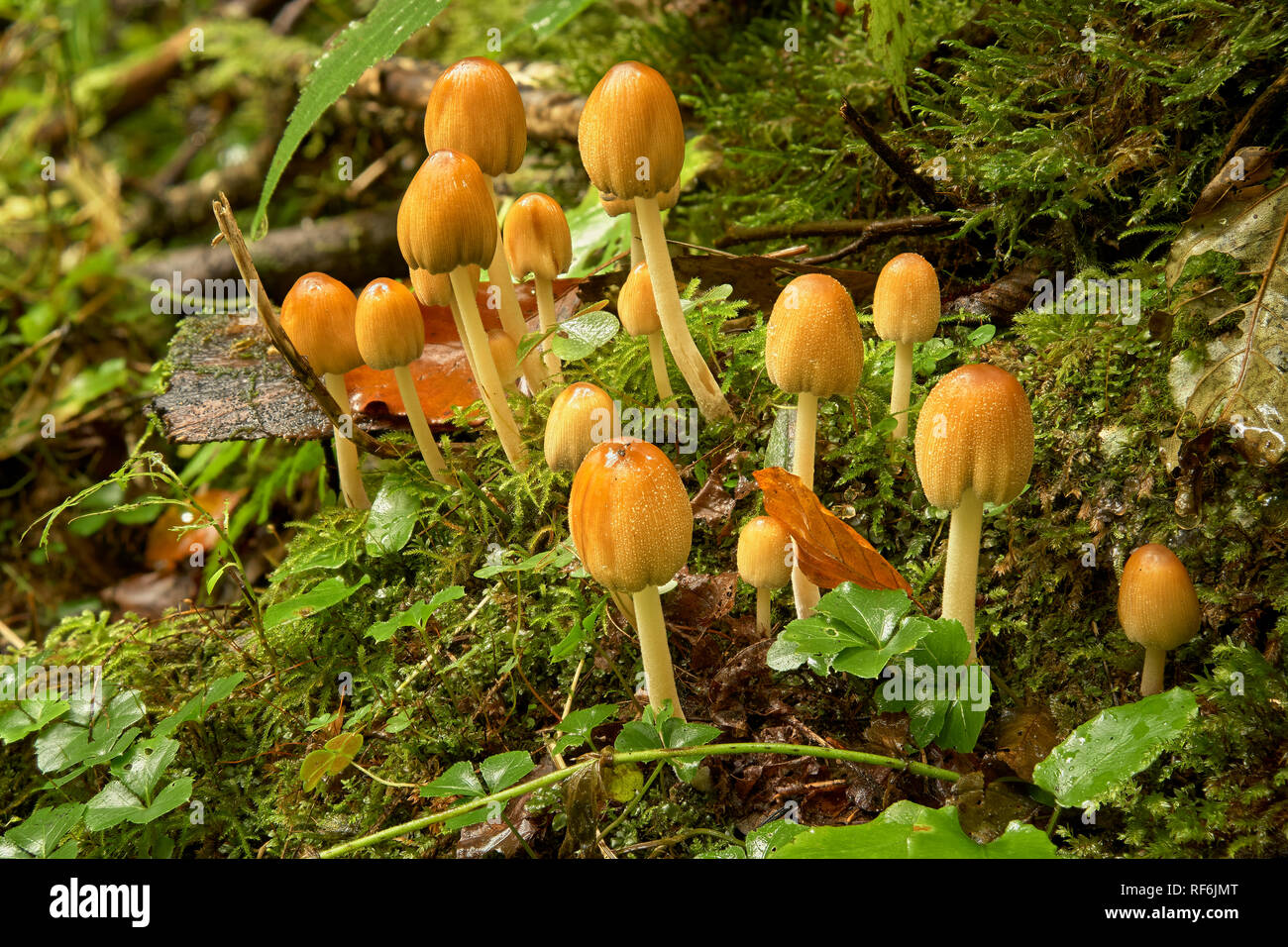 Probabilmente inkcap comune, Coprinopsis atramentaria, Gorenjska, Slovenia. Foto Stock