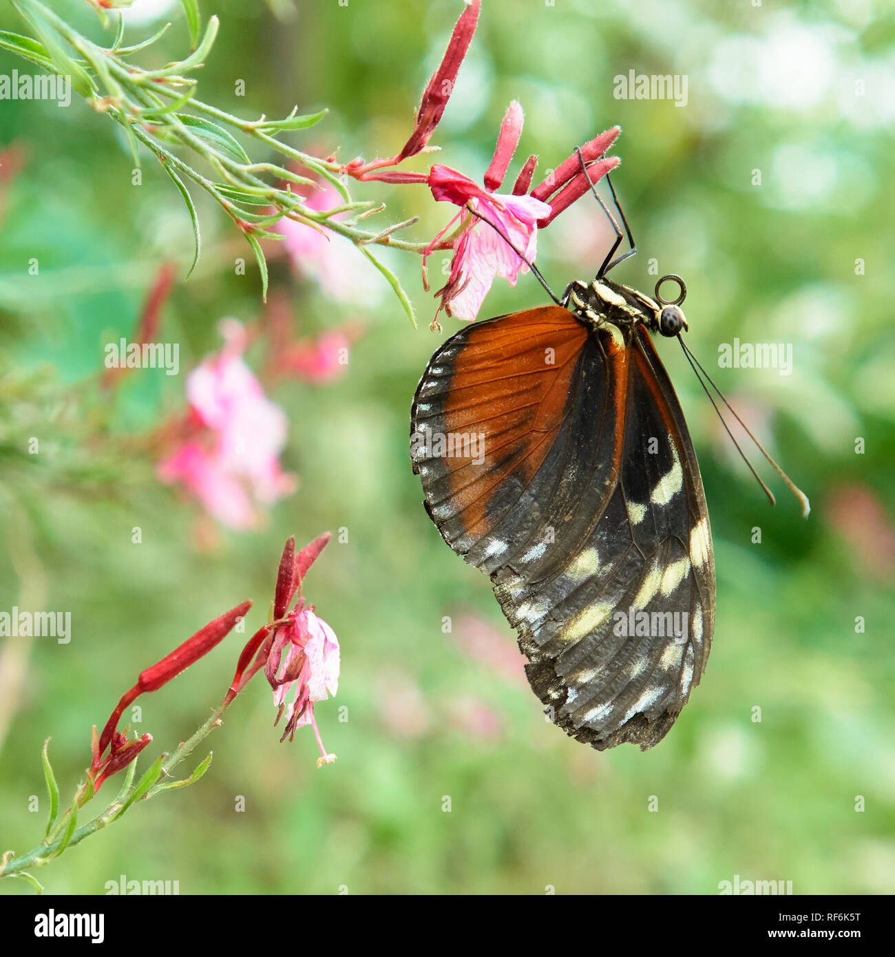 Farfalle tropicali, butterfly mostra di Volcji Potok arboreto, Kamnik, Gorenjska, Slovenia Foto Stock