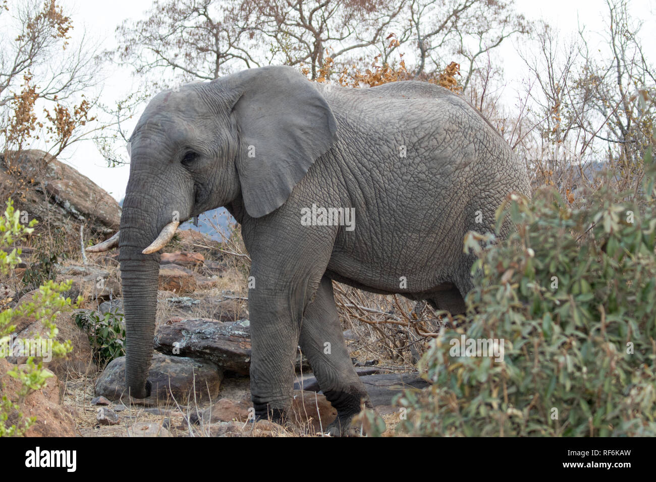Elefante africano (Loxodonta africana) Foto Stock
