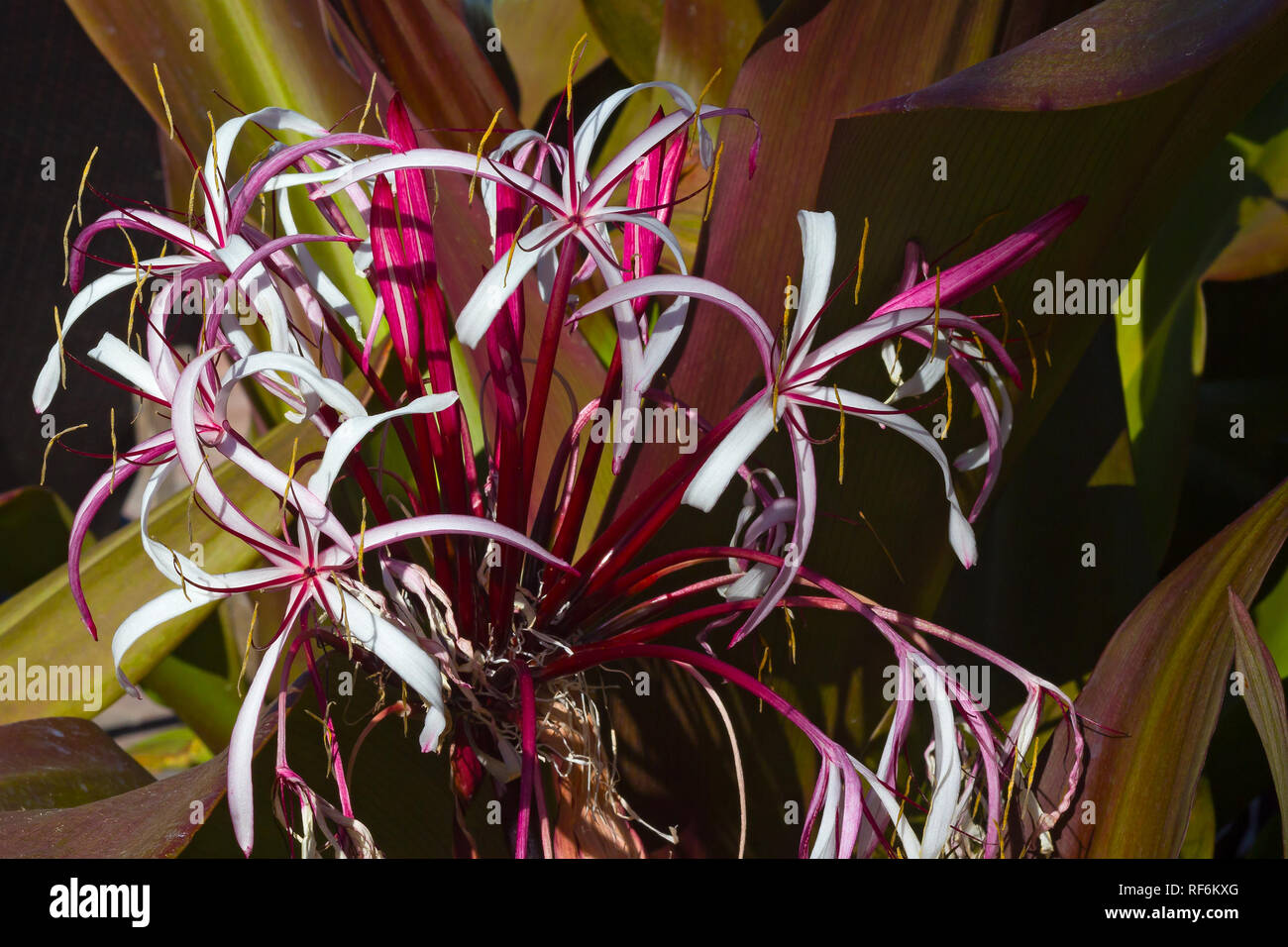 Crinum augustum giglio fiore tropicale su san Tommaso isola, Isole Vergini USA. Fiore bianco evidenziato da viola stami. Foto Stock