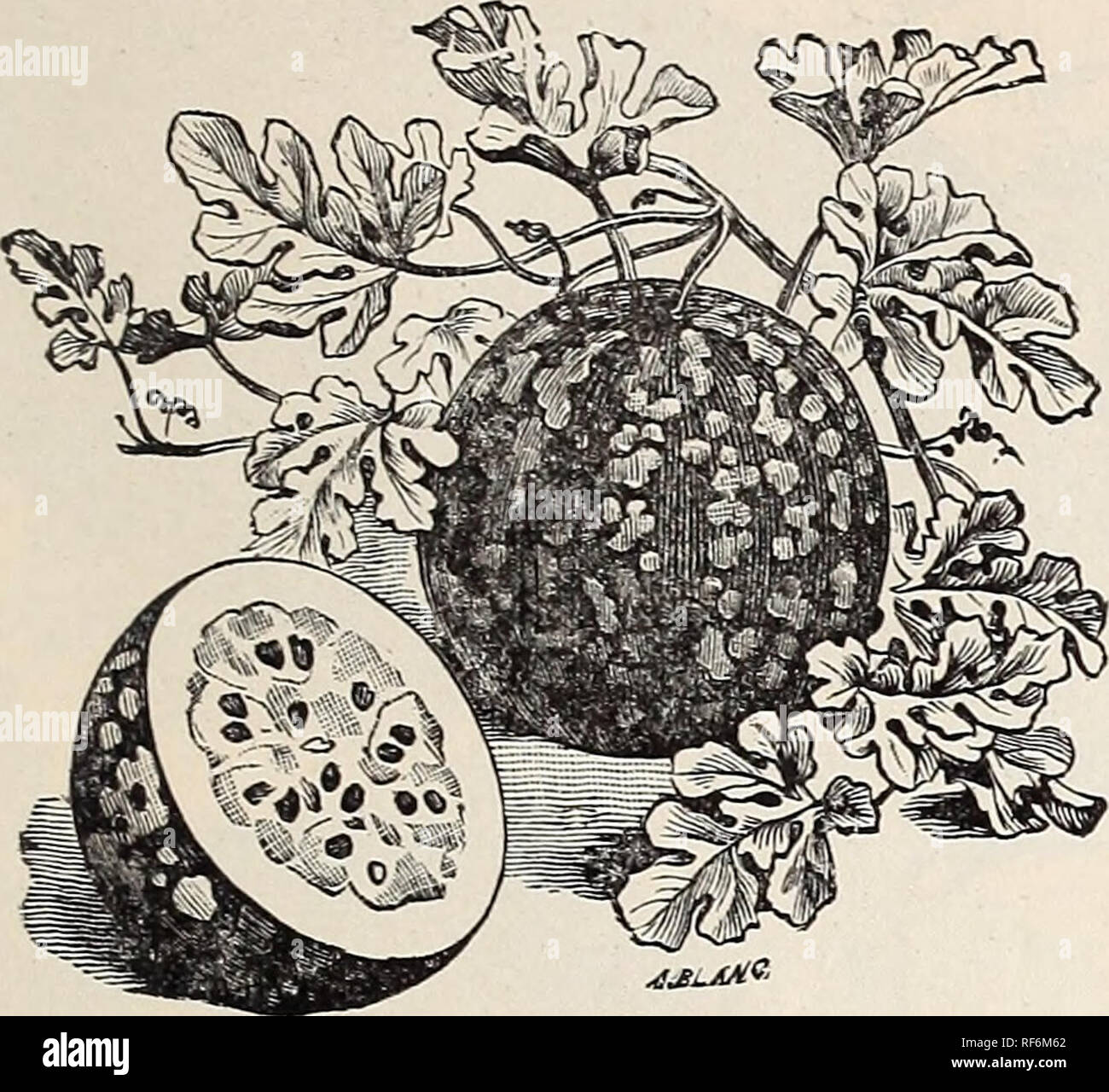 Semi, Verdure, E Frutta: Cosa E Quando Dare Da Mangiare - Mille Animali - Foto 4