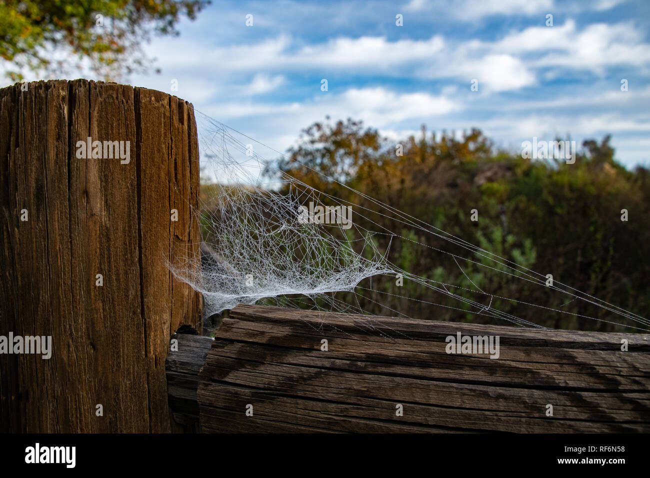 La nebbia mattutina a sinistra di gocce di acqua su questo spider web a Mission sentieri del Parco Regionale Foto Stock