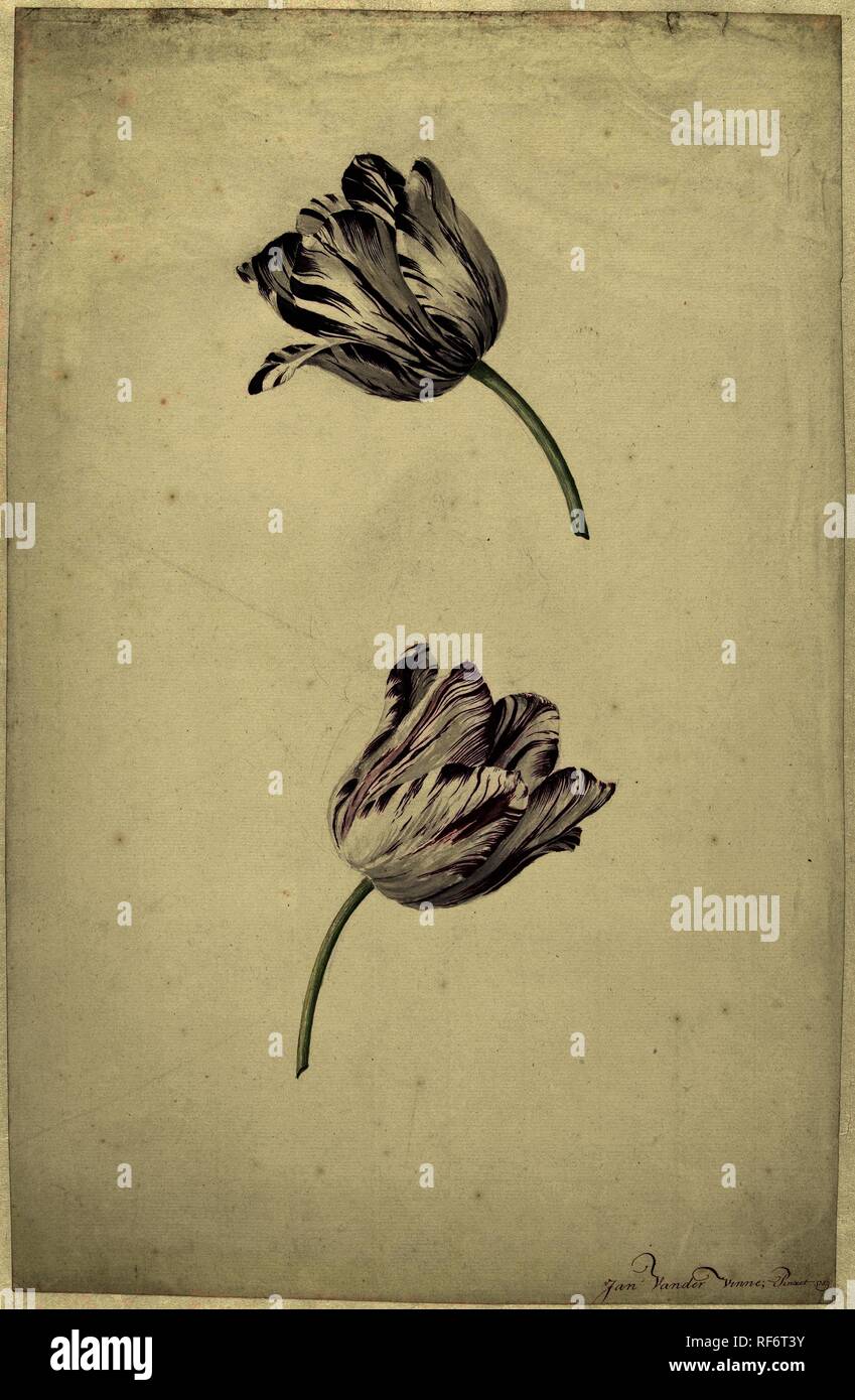Due rosso-e-bianco tulipani. Relatore per parere: Jan Jansz. van der Vinne (menzionato in oggetto). Dating: 1744 - 1805. Misurazioni: h 438 mm × W 280 mm. Museo: Rijksmuseum Amsterdam. Foto Stock