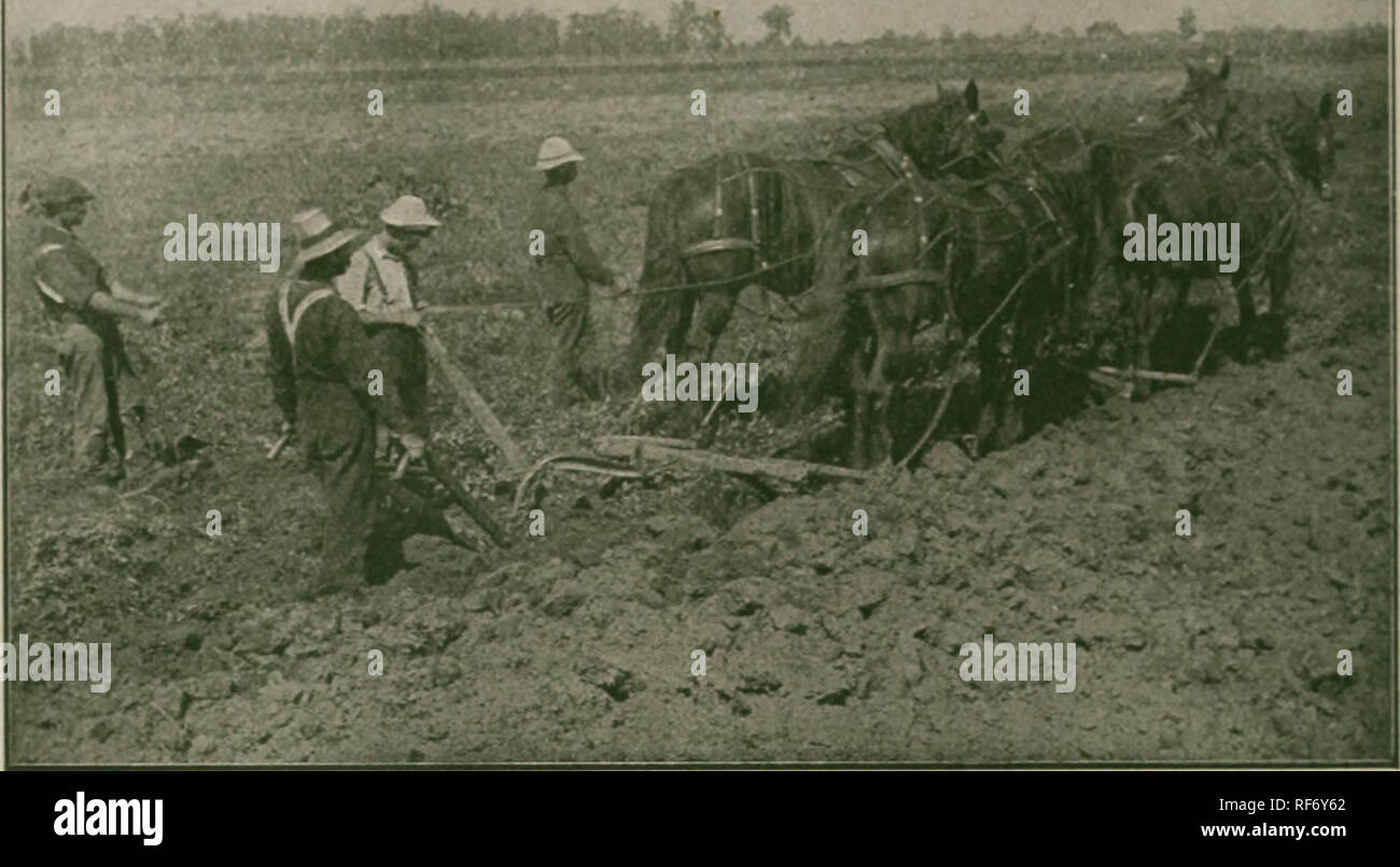 . Catalogo. Vivaio Michigan cataloghi; alberi da frutto piantine Cataloghi Cataloghi di frutta; piante ornamentali, cataloghi; alberi piantine cataloghi; arbusti cataloghi. 44 rinverdimento dei fratelli catalogo.. Terreno scientifico di trattamento. La questione dei lavori di preparazione del terreno per scopi di vivaio è una delle maggiori preoccupazioni con noi. Cibo vegetale che è stato preso dal suolo deve essere ripristinato. La fisica e la condizione meccanica del terreno deve sempre essere mantenuto in uno stato di perfezione più alta per assicurare i migliori risultati nei tardi anni abbiamo fatto estesi esperimenti con colture di copertura per la concimazione verde C Foto Stock