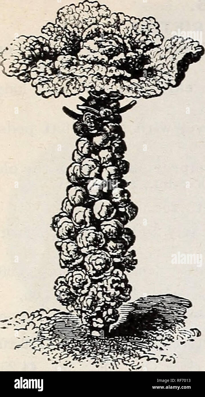 . Leonard giardinieri di mercato " catalogo : stagione 1902. Vivaio Illinois Chicago cataloghi; semi di ortaggi cataloghi; attrezzature da giardinaggio e i cataloghi dei materiali di consumo. LEONARD giardinieri di mercato " catalogo. 5. Bruxelles SPROinS. I broccoli. Ger., Brocoli, Spargel-KohL Fr,, Chou Broculi. Sp., BrocuU. Quasi alleate per il cavolfiore, ma più hardy. Il seme deve essere seminato in questo quartiere nella prima parte del mese di maggio, e trapiantato in Giugno : più a sud la semina deve essere ritardato fino a giugno o luglio, e il trapianto- di conseguenza da agosto a ottobre. In alcune parti del paese dove il ther Foto Stock