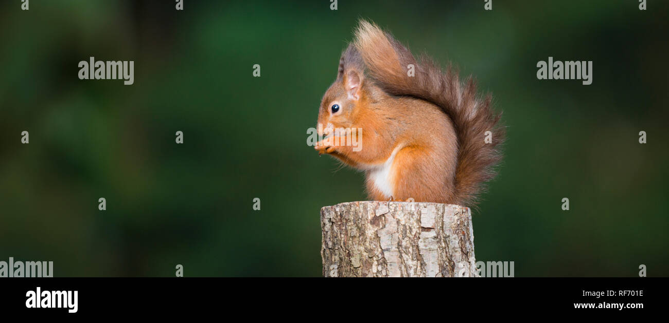 Ritratto in pericolo di scoiattolo rosso seduta sul ceppo di albero alimentazione nel bosco con la coda avvolta intorno ad esso Foto Stock