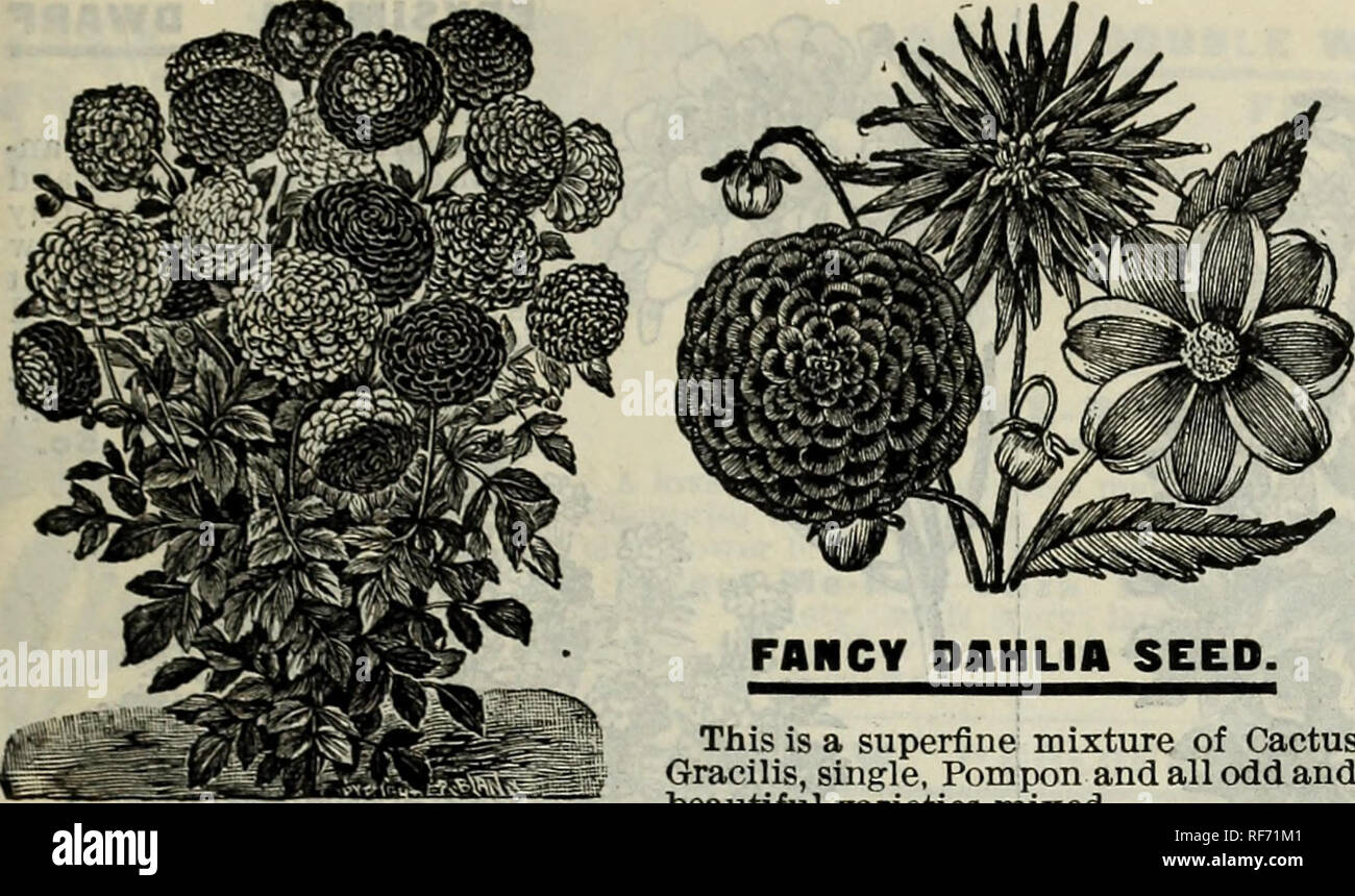 . Semi, piante, lampadine, frutti. Vivaio nello Stato di New York) cataloghi; fiori Semi cataloghi; piante ornamentali, cataloghi. OLIVER H. DBEW, HIBERNIA, NEW YORK. 5^. Doppia FAIiCY PilHUA seme. Questo seme viene salvato da grandi, doppia, fantasia e mostrare i fiori della migliore qualità. Pkt., 50 semi, 5e. FANCY DAHLIA seme. Questa è una miscela di superfine di Cactus gracilis, singolo, pompon e tutti dispari e belle varietà miste. Pkt., 50 semi, 5c. Doppio seme Dahlia. Pkt., 30 semi, 3c. Dahlia singolo seme. Pkt., 30 semi, 3c. Tutti dalie bloom da seme per il primo anno. Si prega di notare che queste immagini Foto Stock