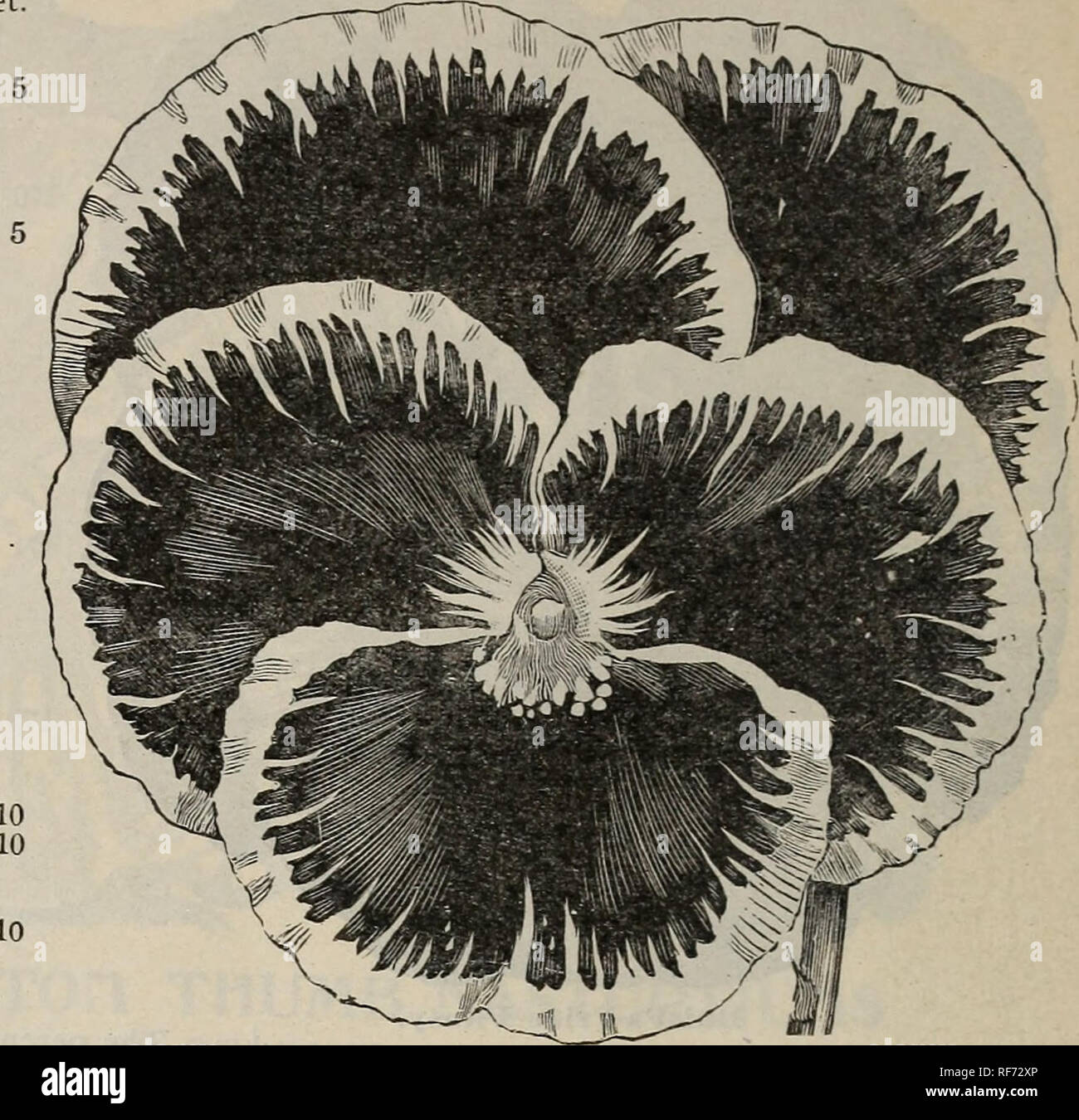 . Buist's guide giardino e almanacco : 1902. Vivaio di Filadelfia in Pennsylvania cataloghi; semi di ortaggi cataloghi; fiori Semi cataloghi. 136 BUIST'S GUIDE giardino. No. Per la produzione di pacchetti gay-colorati fiori doppi nella prolusione; mescolato col- ors; 1 ft 192. Impianto sensibili (pudica Mimosa). Curioso e interessante piante, bianco rosaceo fiori, foglie vicino e variazione regime quando viene toccato; gara; 2 ft. Scorte (Mathiola). Il calcio è uno dei nostri più importanti e ben noto annuari. Per bril- liancy e la diversità di colore, per fogliame fine e compatta abitudine e per la profusione e la durata della fioritura, Foto Stock