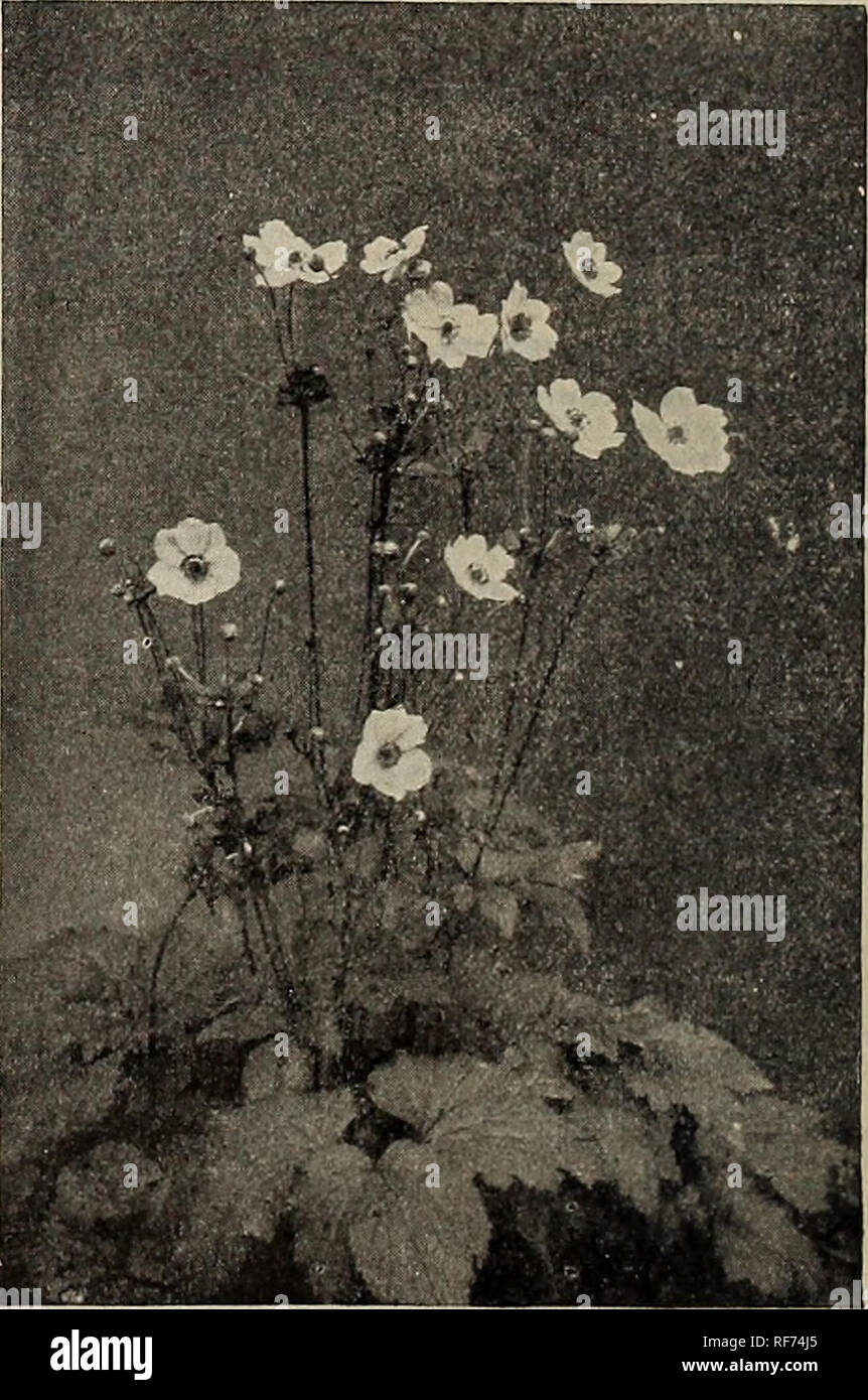 . Caduta la semina. Vivaio di Pittsburgh Pennsylvania cataloghi; lampadine (piante) cataloghi; piante ornamentali, cataloghi; fiori Semi cataloghi; arbusti cataloghi. 28 J. WILKINSON ELLIOTT, Pittsburg, PA. Impianti di Hardy (erbacee perenni) fino a piante di hardy entrano in uso generale non possiamo sperare per artistico, interessanti e bellissimi giardini in questo paese. Persone di gusto e cultura stanno realizzando la bruttezza della biancheria da letto stereotipata con linee di colore e non consentirà più di loro prati di essere intonacato con un giardino di fiori come una litografia colorata, sebbene molti dei nostri parchi pubblici sono sti Foto Stock