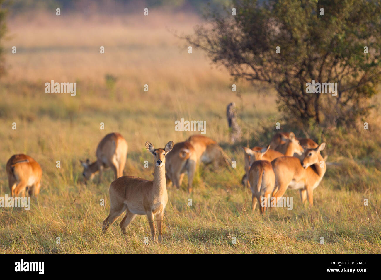 Puku, Kobus vardonii, sono una specie di antilope minacciata a causa della diminuzione dell'habitat; prosperano nelle praterie umide del Parco Nazionale di Kafue Foto Stock