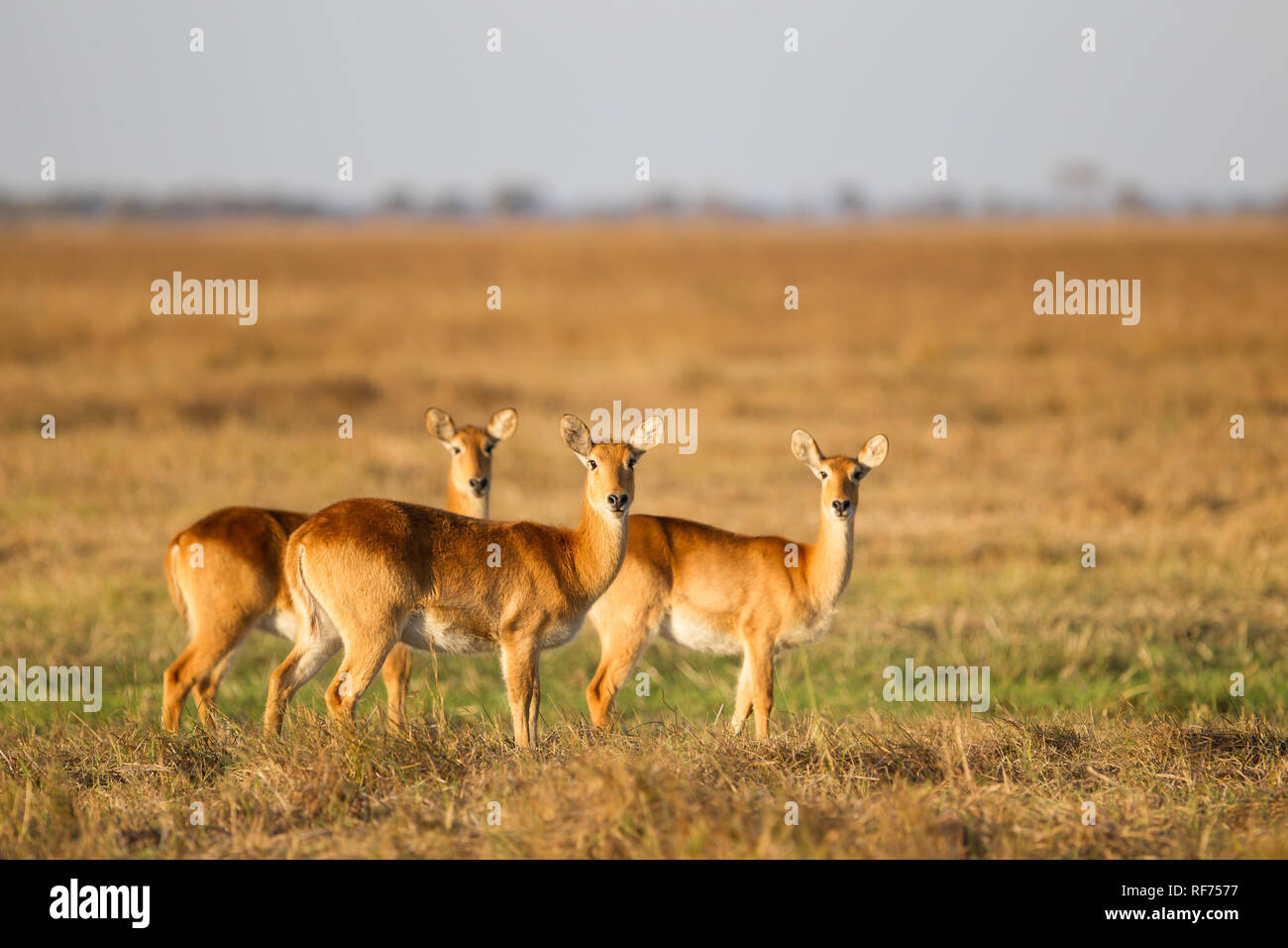Puku, Kobus vardonii, sono una specie di antilope minacciata a causa della diminuzione dell'habitat; prosperano nelle praterie umide nel Parco Nazionale di Kafue, Zambia Foto Stock